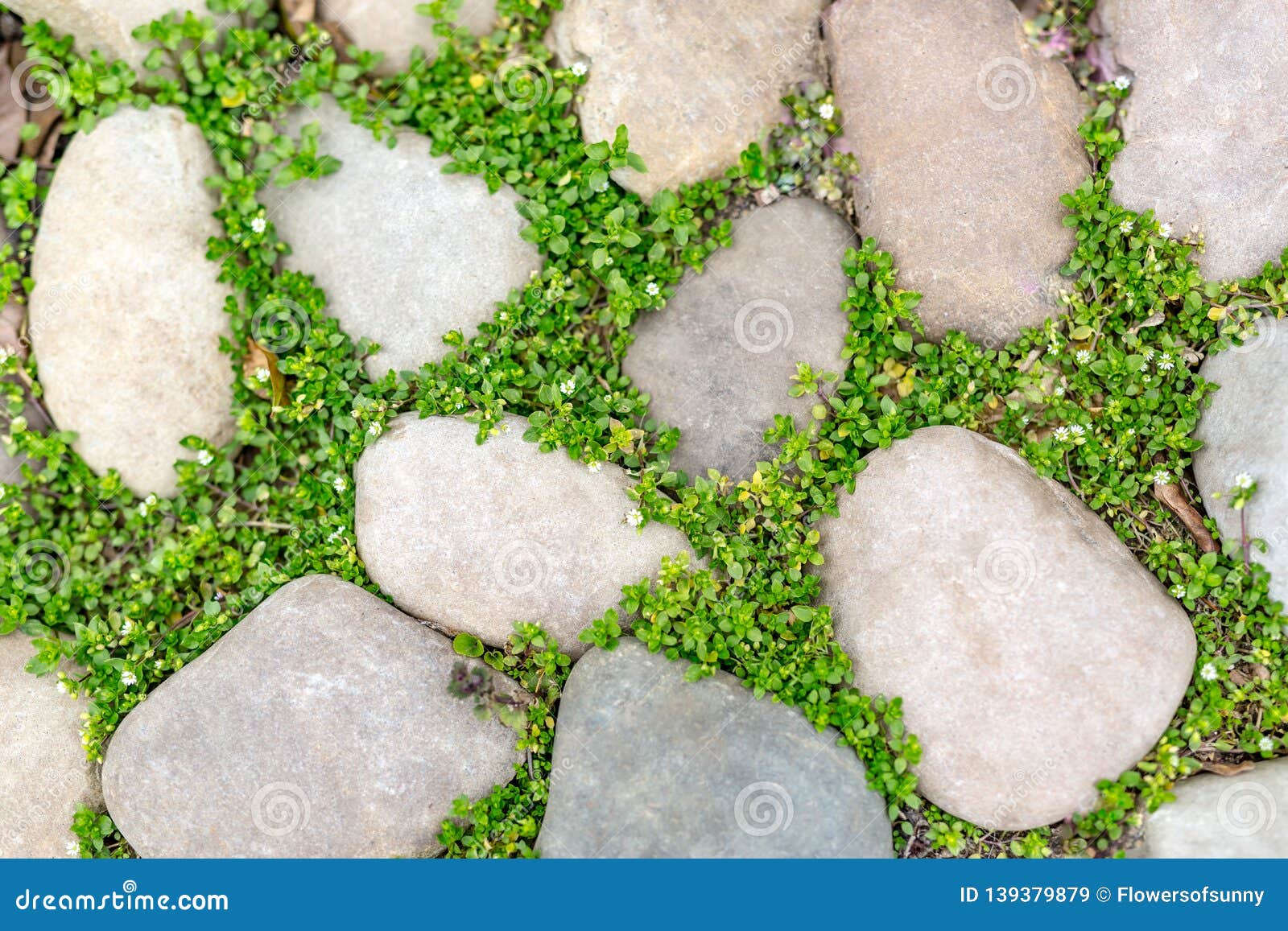 Stone Footpath Pattern With Green Grass Background For