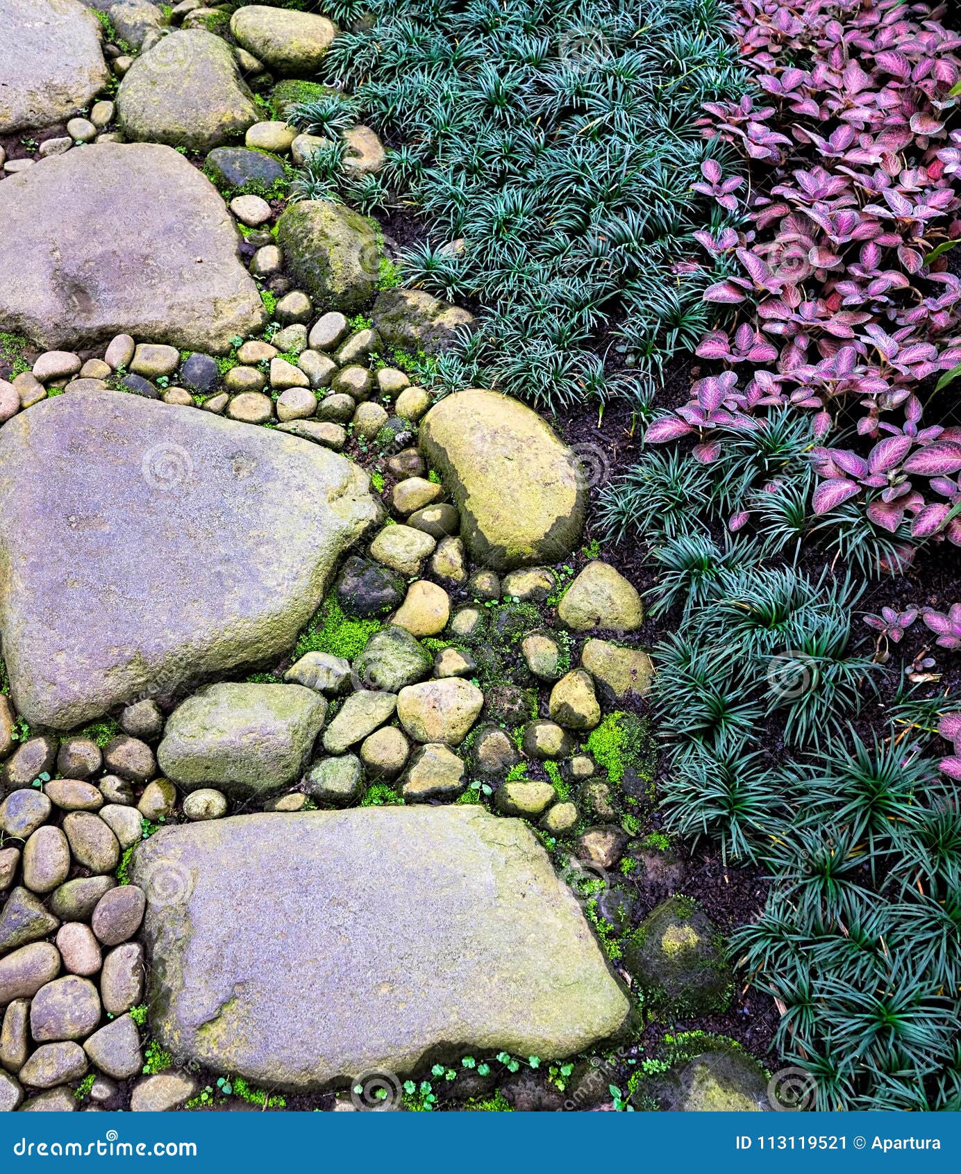 stone gravel foot path on zen garden with mondo grass and ornamental flame violet plant.