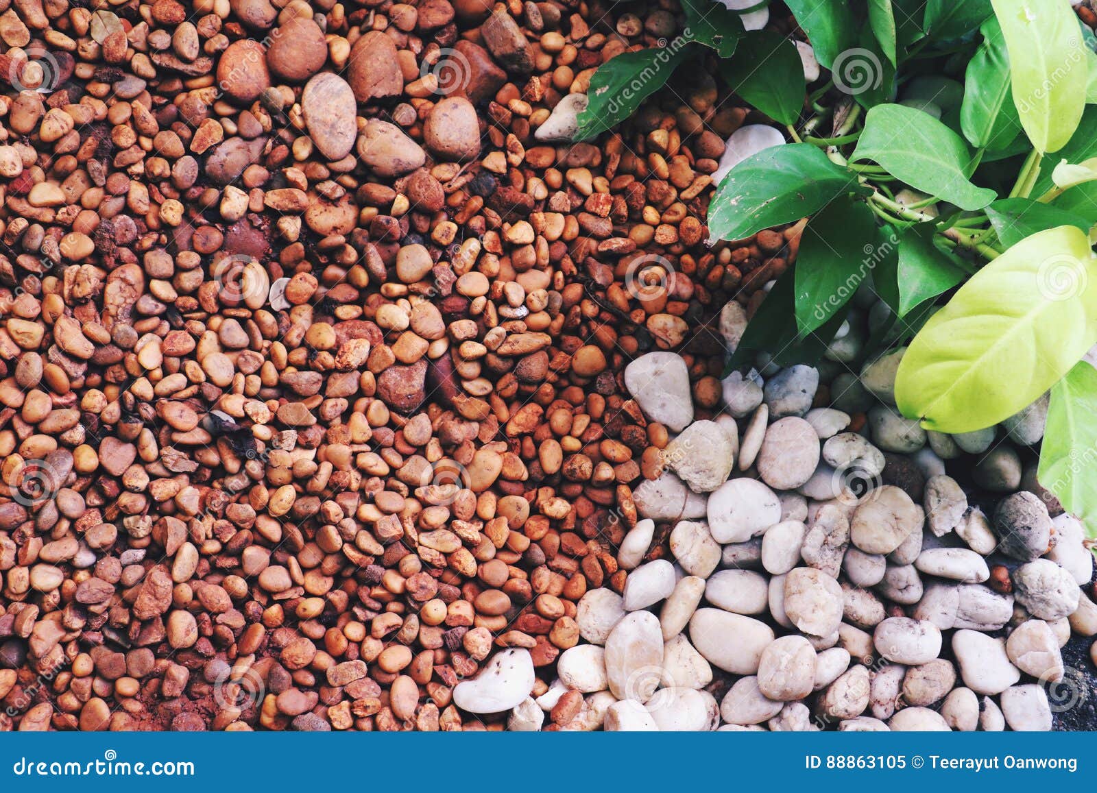 Stone and Green Plant Wall Texture Photo , Stock Image Image of plant