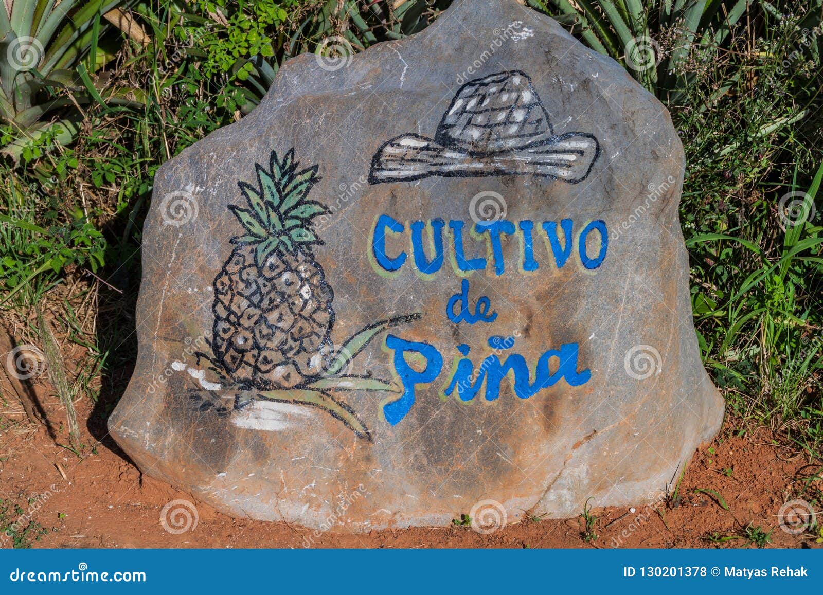 stone with an inscription: cultivo of pina growing of a pineapple marking a pineapple field. vinales valley, cuba