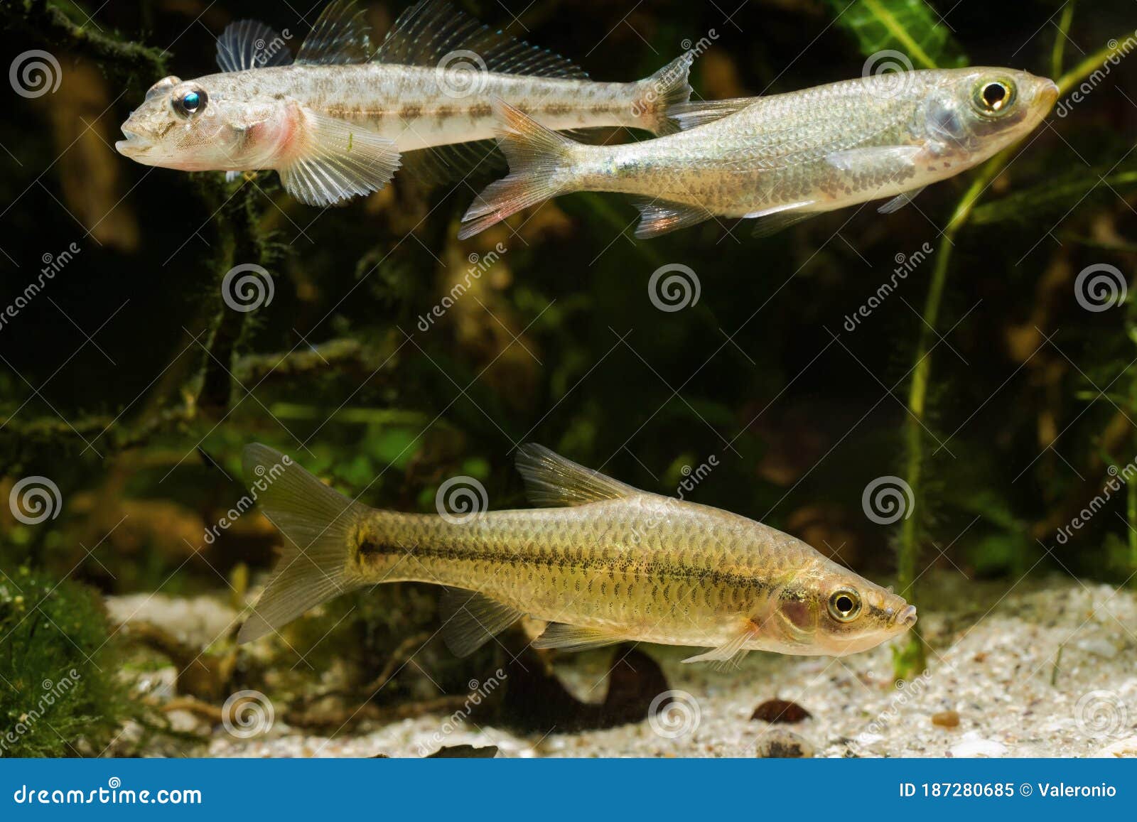 stone moroko or topmouth gudgeon, monkey goby and juvenile common rudd, omnivore freshwater fishes in biotope aquarium