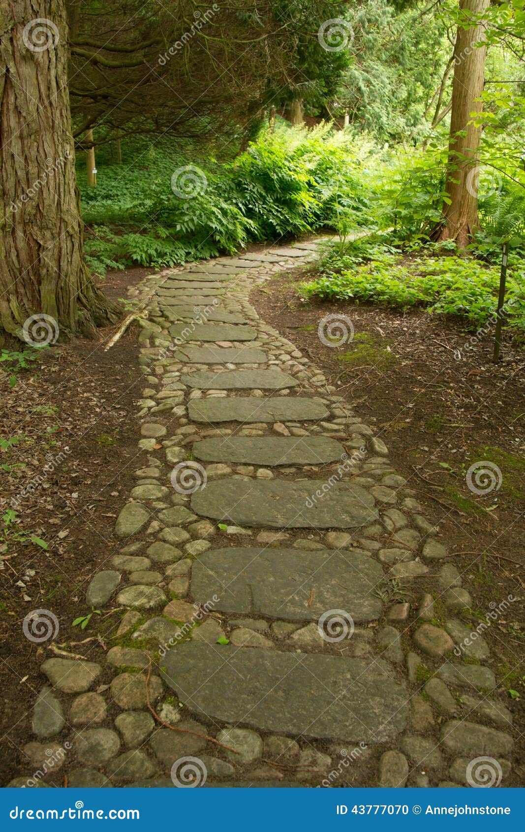  Stone  Path  Through The Forest  Stock Photo Image 43777070