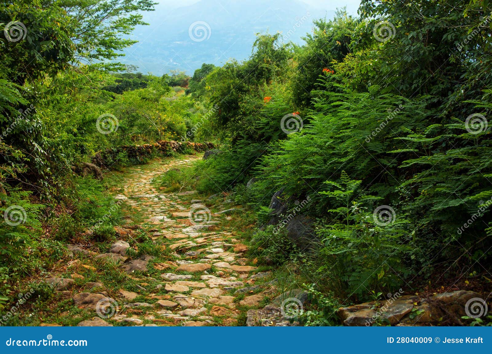 stone path through wilderness