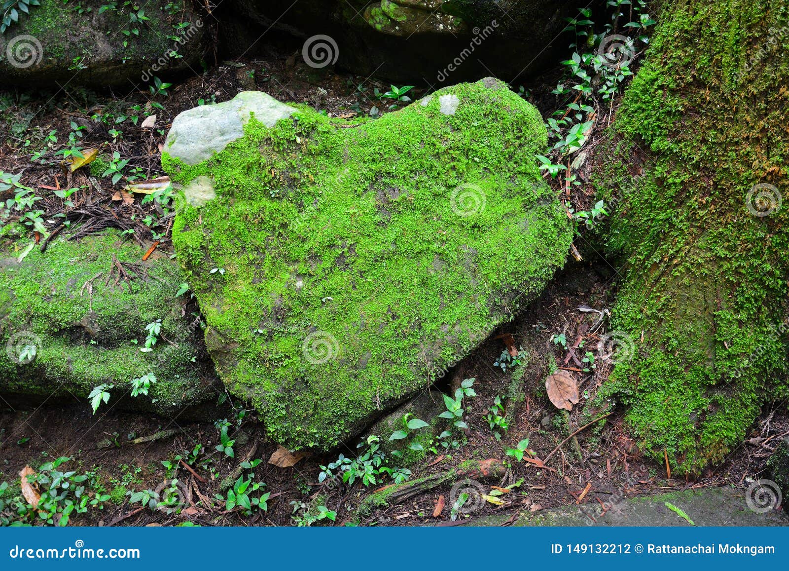 stone in the  of the heart covered with green moss and lichen in tropical forest, environment conservation concept