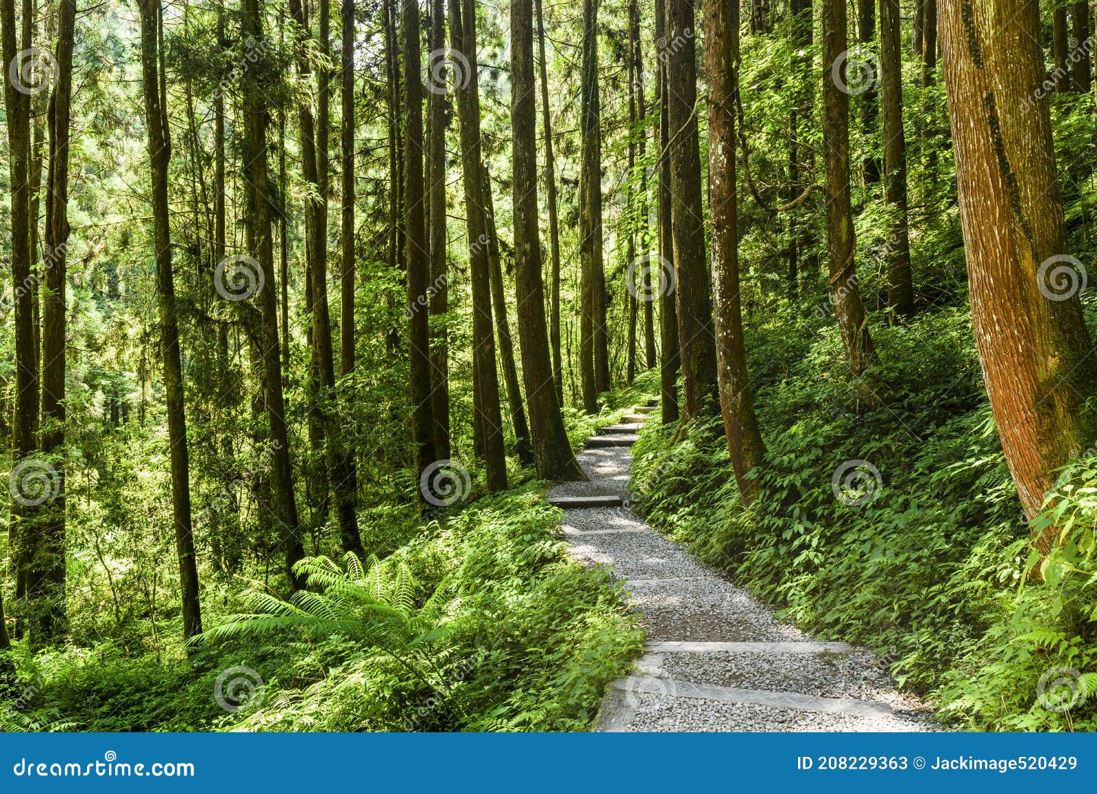 stone stairs path through in the green forest
