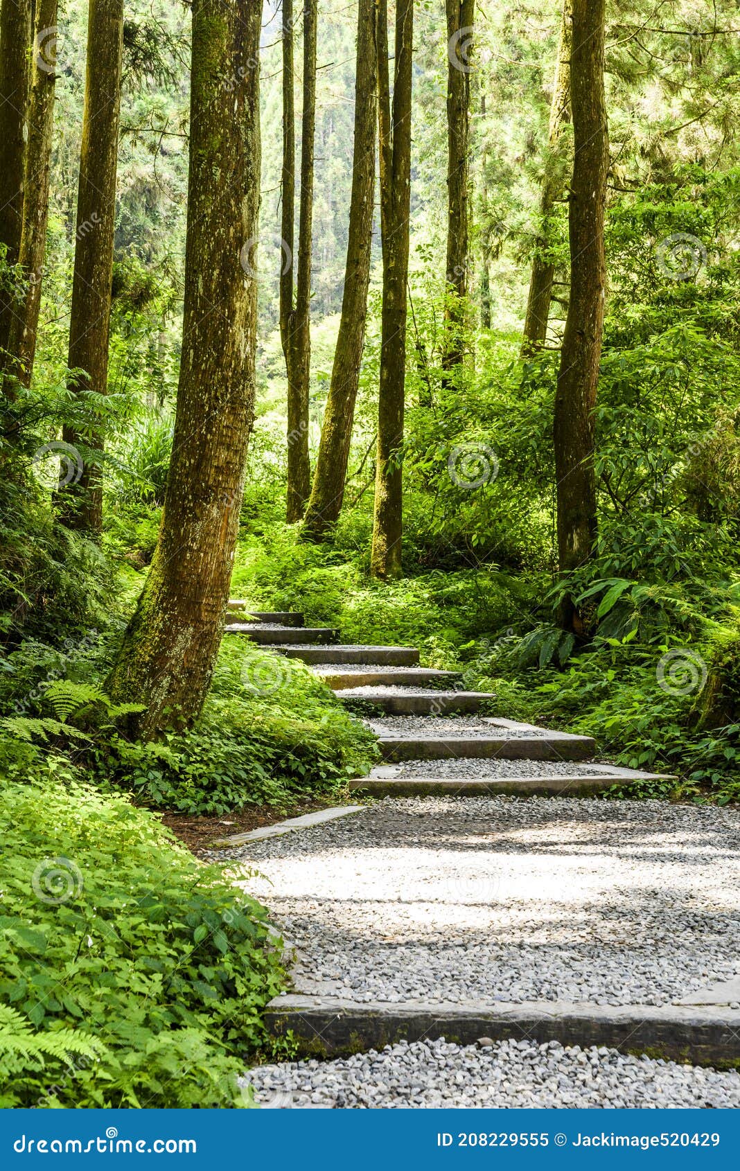 stone stairs path through in the green forest