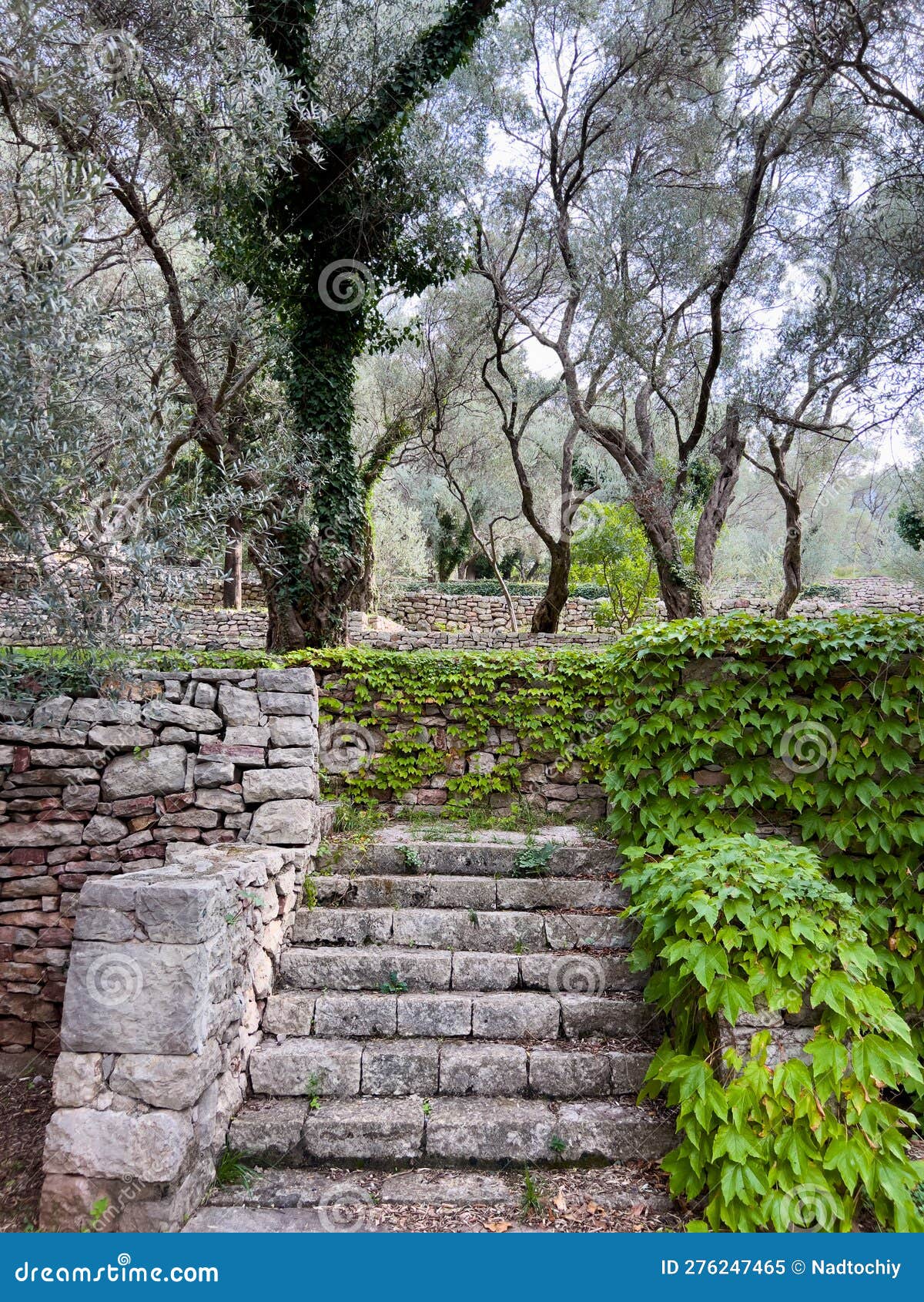 Stone Steps Overgrown with Green Ivy in the Park Stock Image - Image of ...