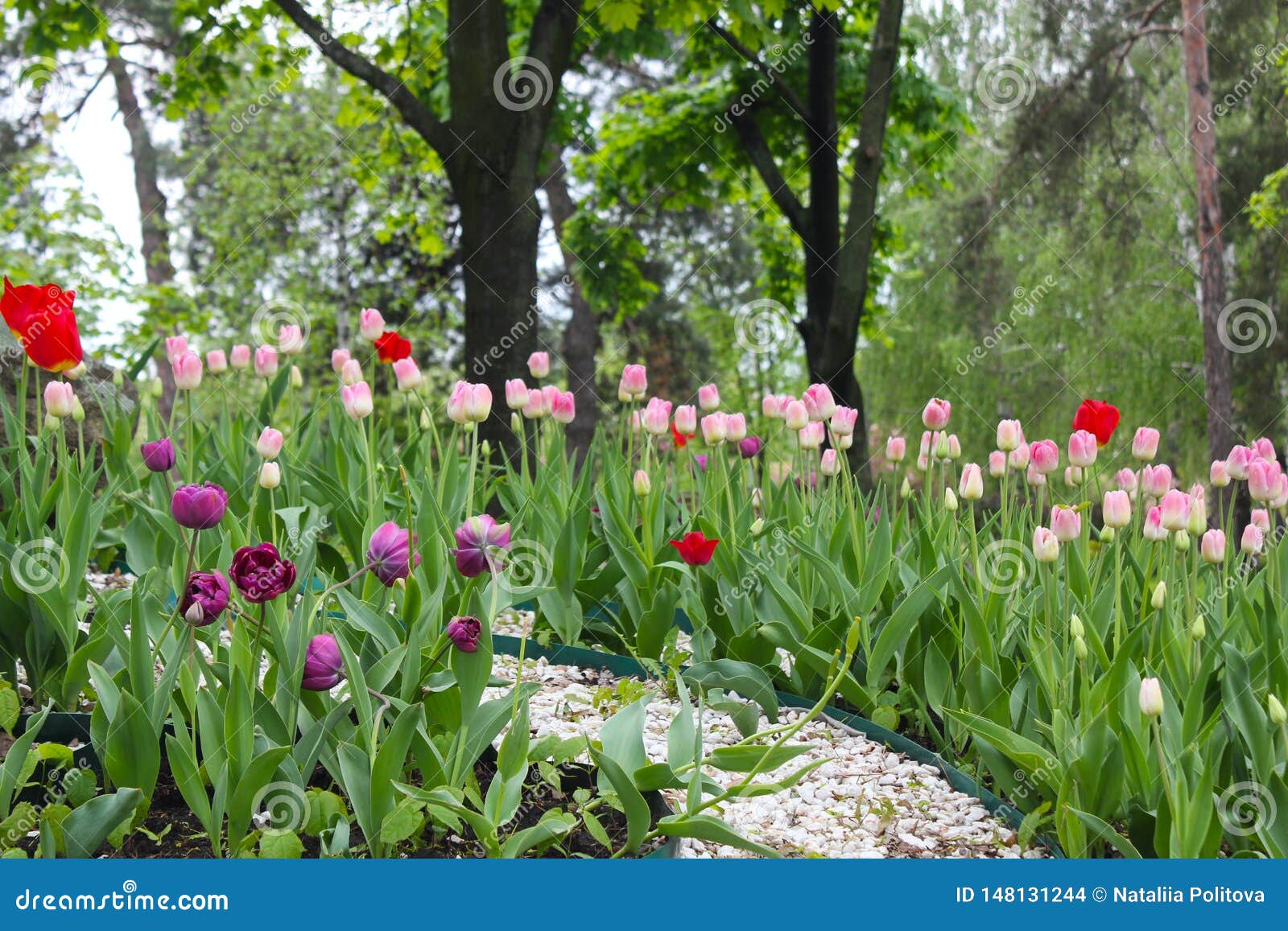 Stone Tile Garden  Path  With Blooming Red Tulips  By The 