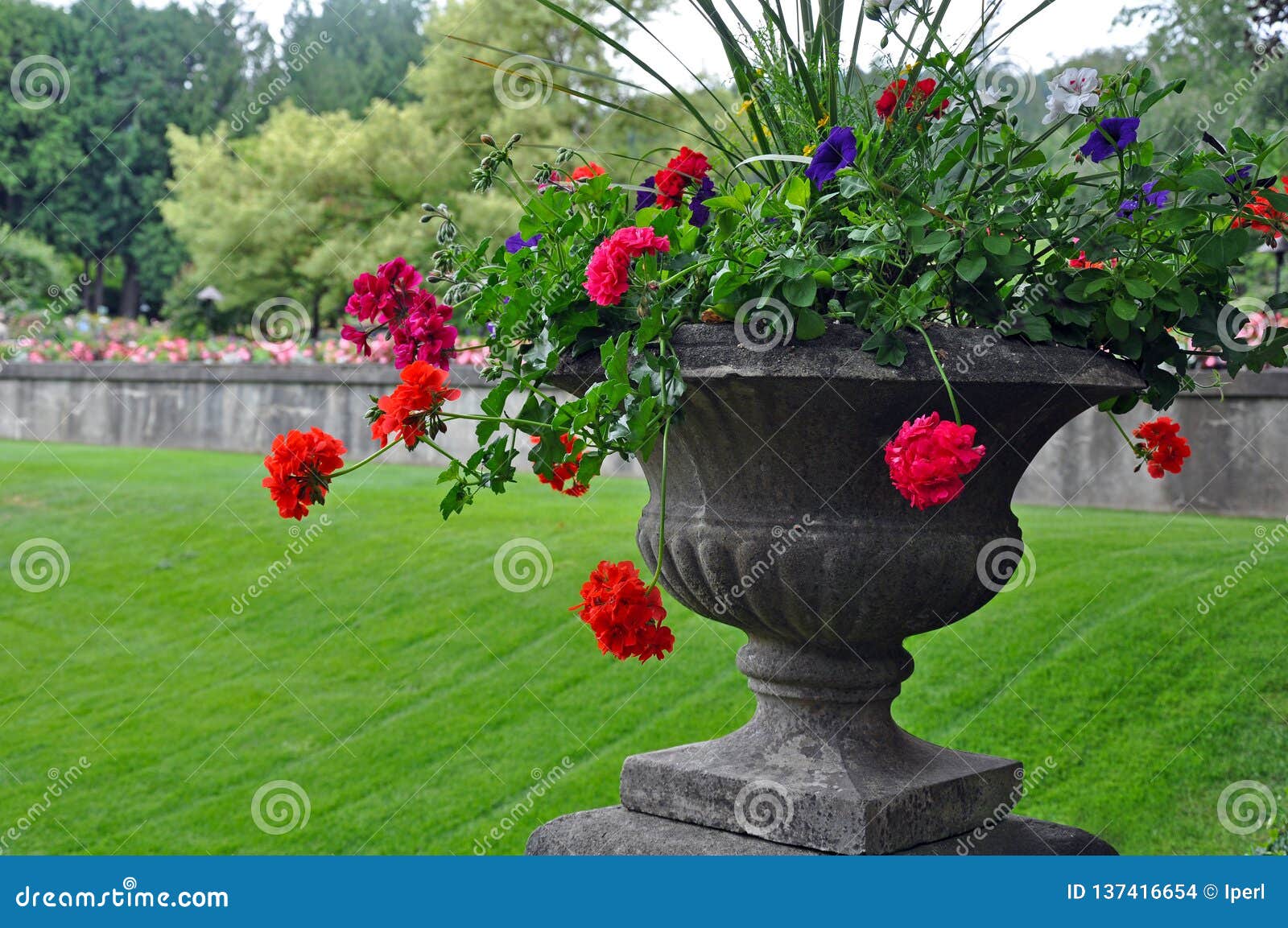 stone vase with begonias