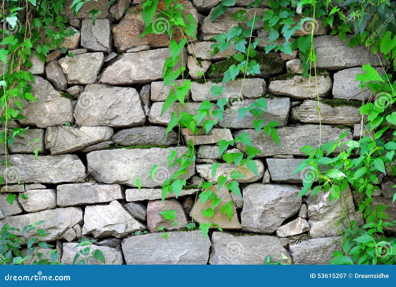 Stone wall with ivy stock image. Image of growing, leaf - 53615207