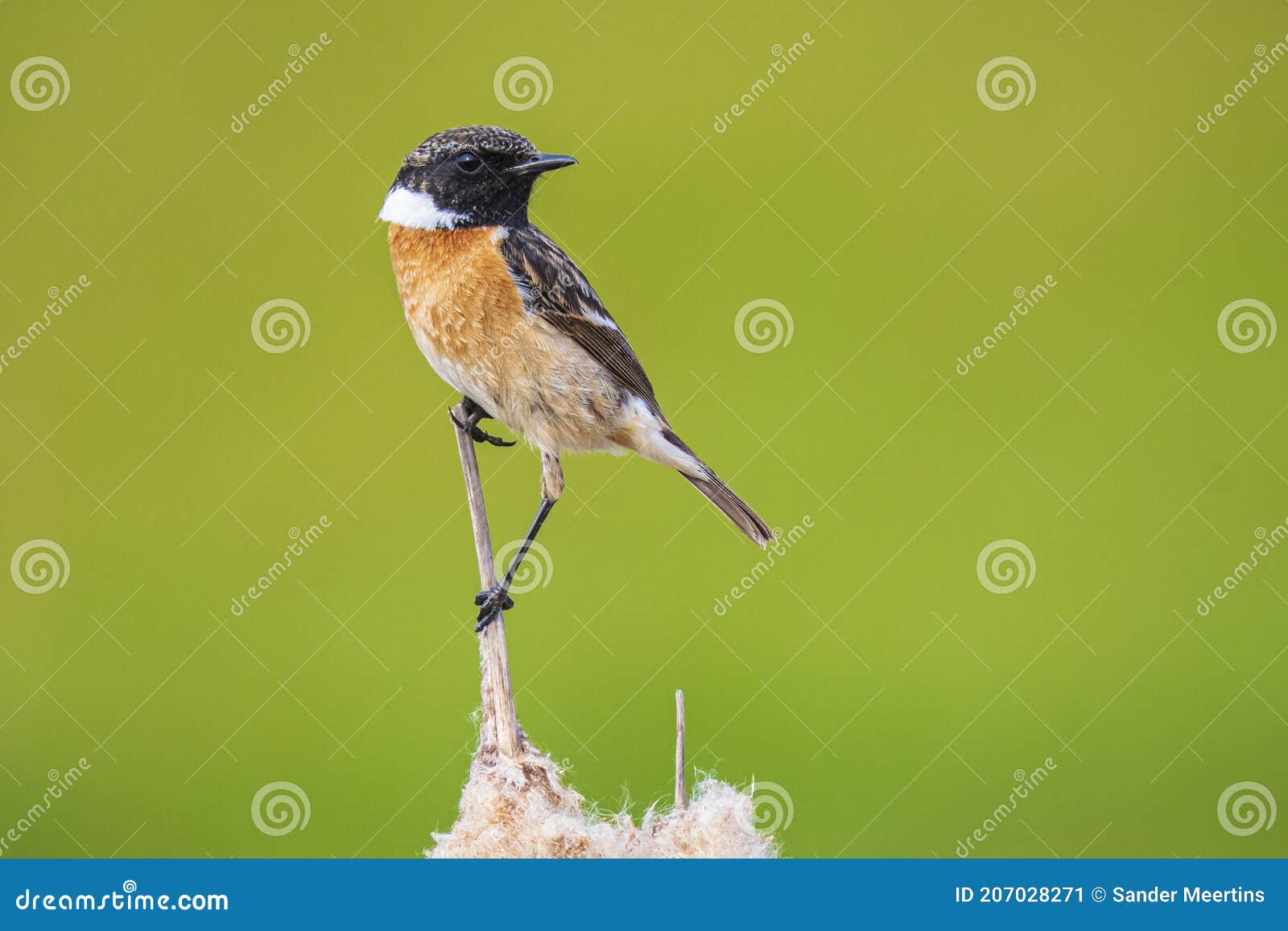 stonechat male bird, saxicola rubicola, perched on reed flower typha latifolia