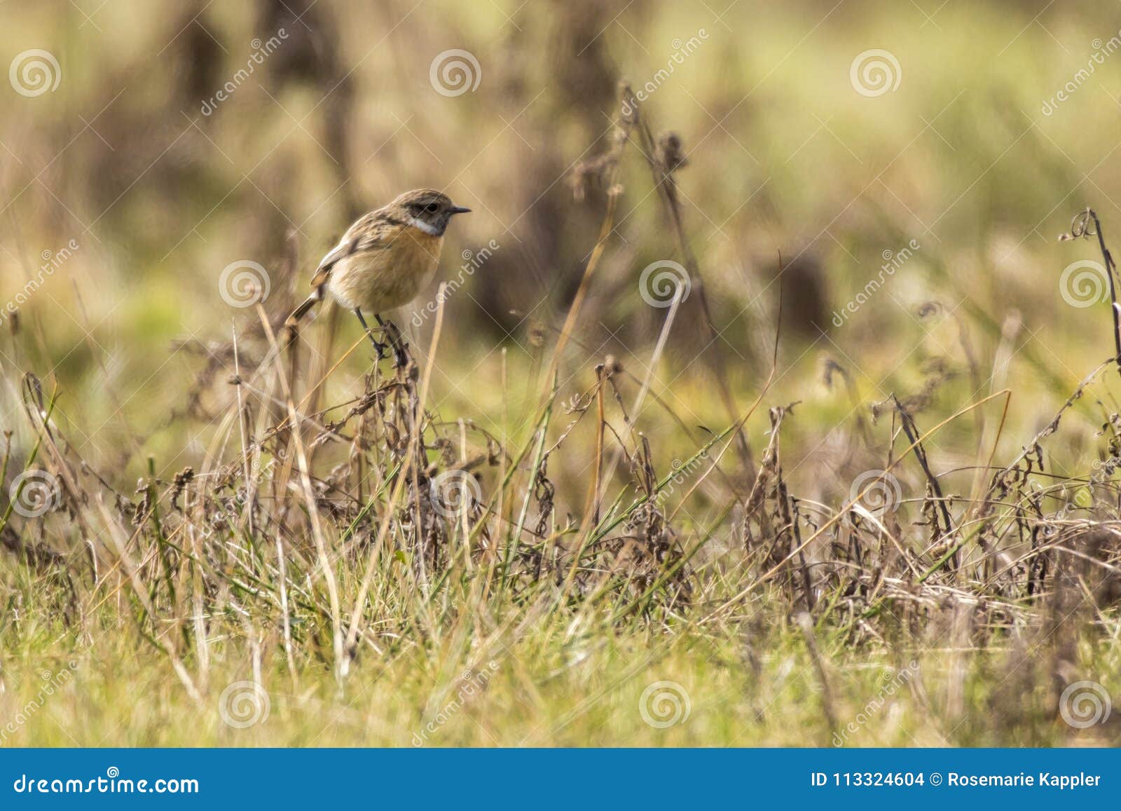 stonechat saxicola torquatus