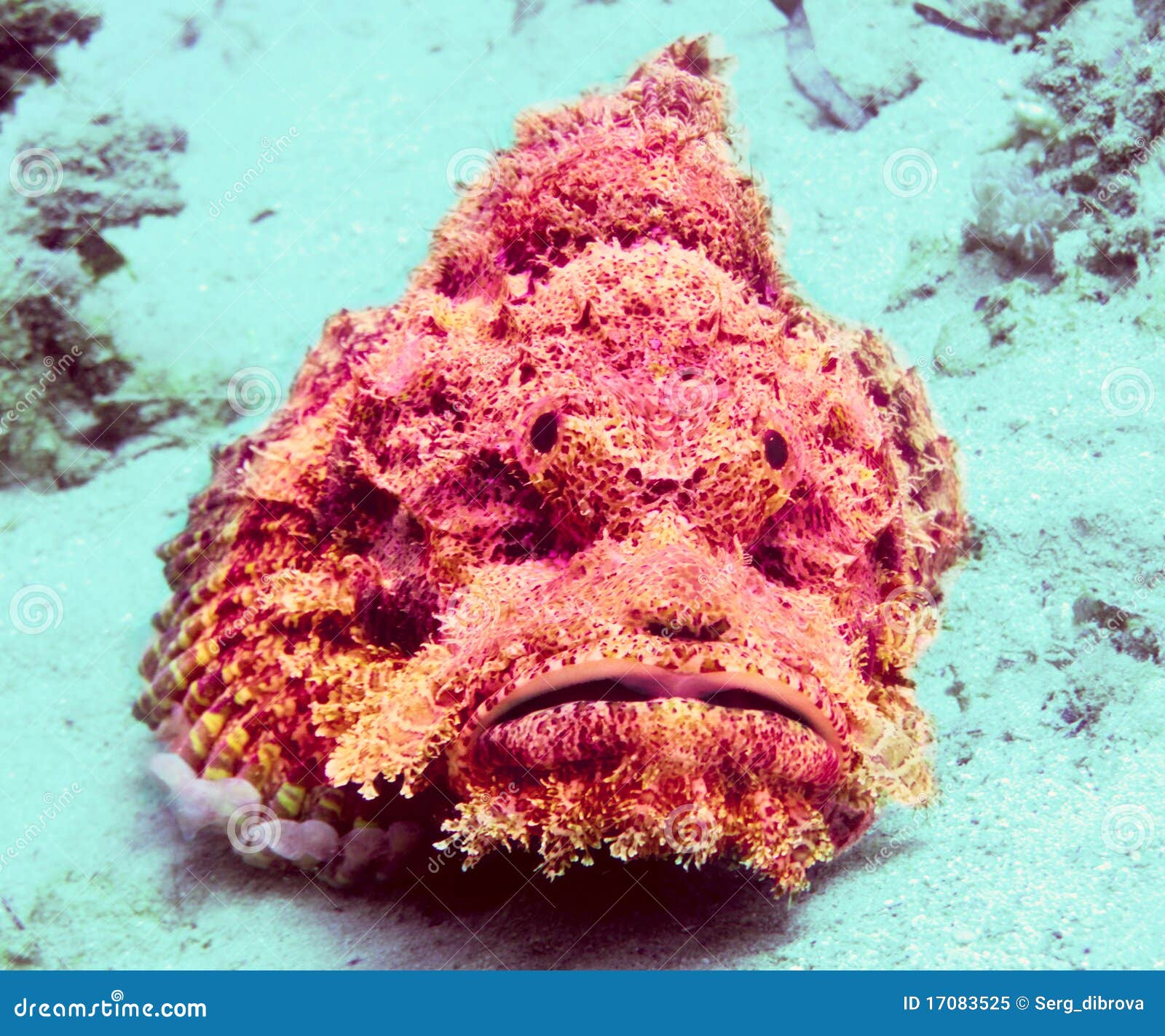 Zbliżenia twarzy menchii stonefish