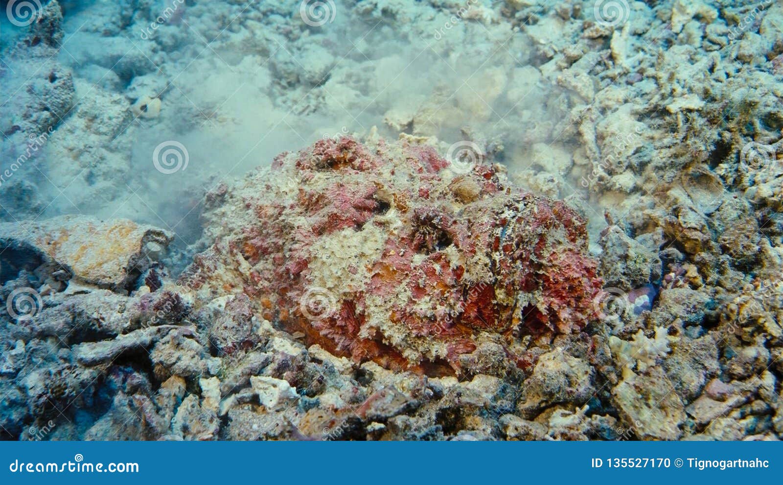 A Stonefish Synanceia Verrucosa Camouflages Itself in Sand, Papua ...