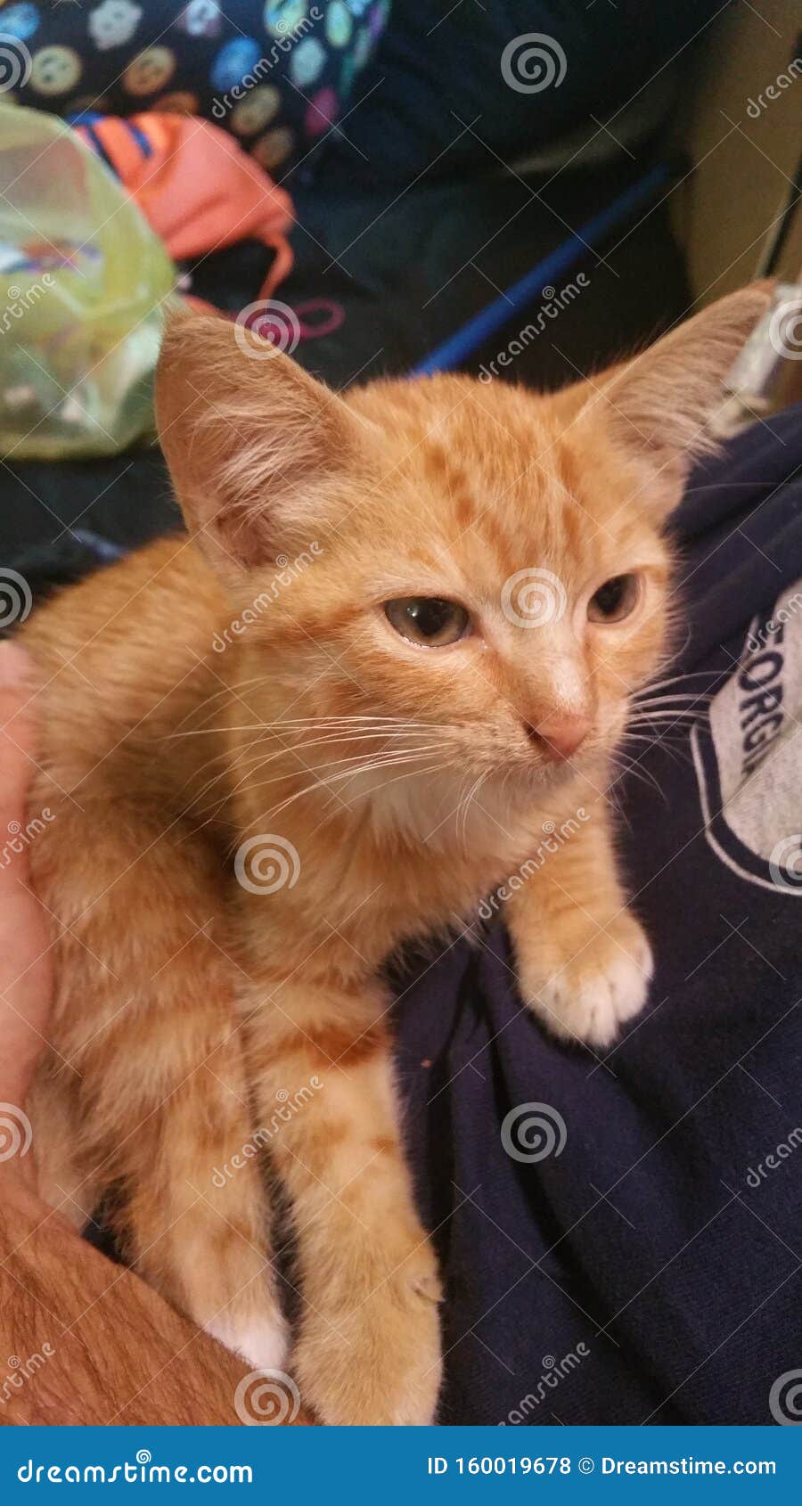 There's a Stoner Cat in my area 😂 : r/WitchesVsPatriarchy, image size:900x1690