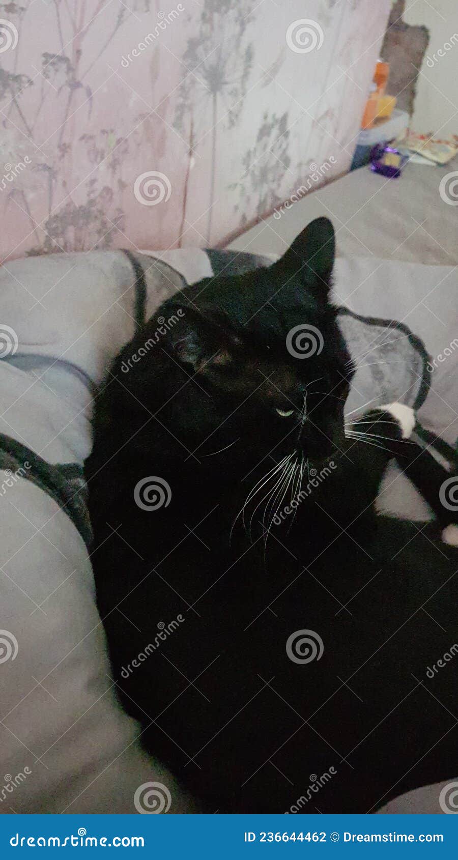 StonerDays High Kitty Dab Mat – DankGeek, image size:900x1690