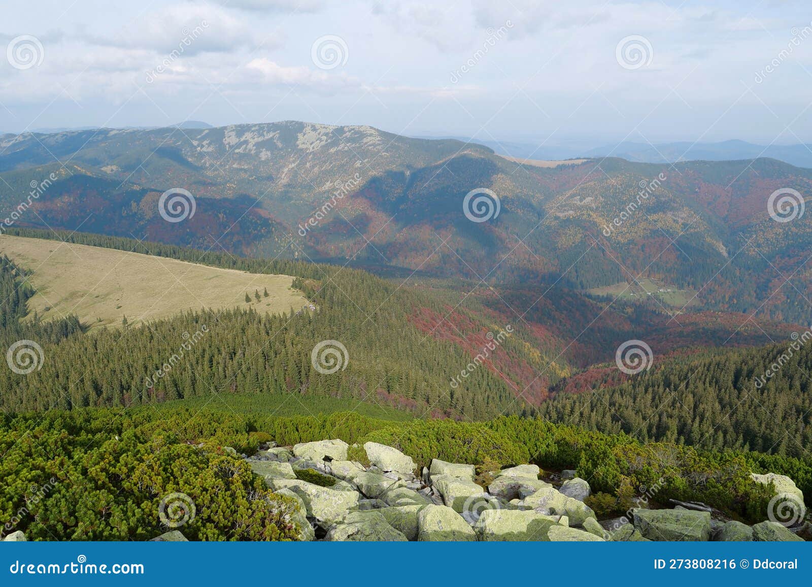 stones covered with lichen in gorgany - mountain range in western ukraine