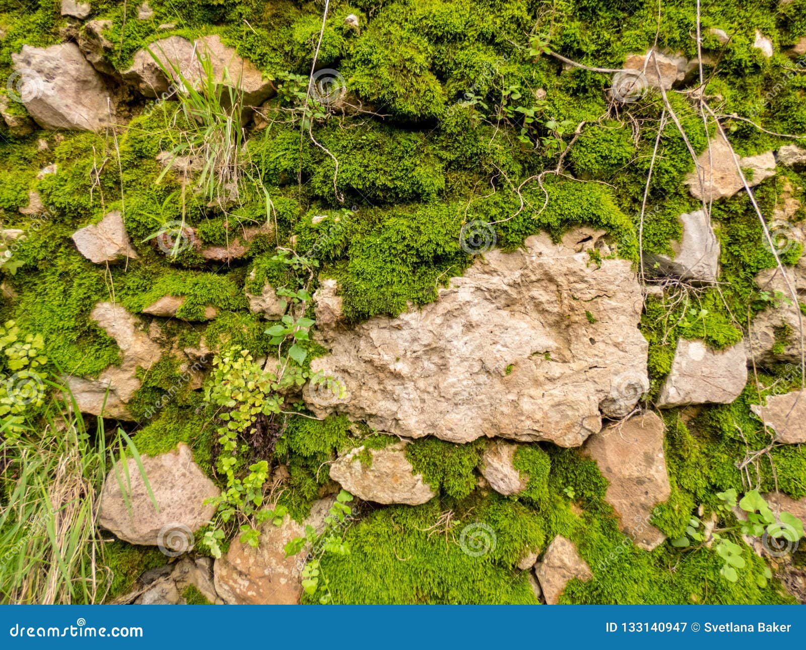 Stones with Green Moss Background Stock Image Image of textured
