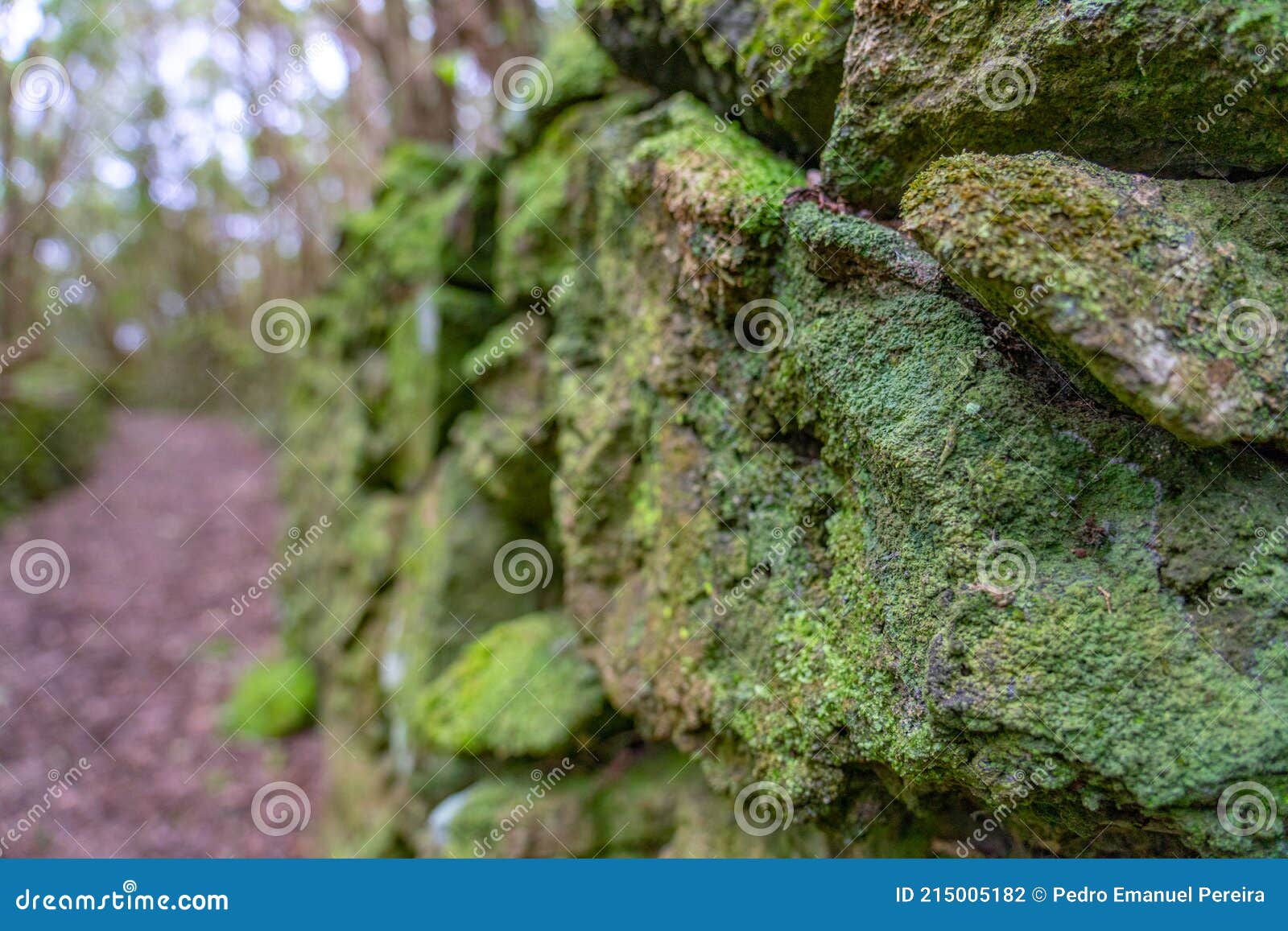Stones with Green Moss Stacked for Wall Construction Stock Photo