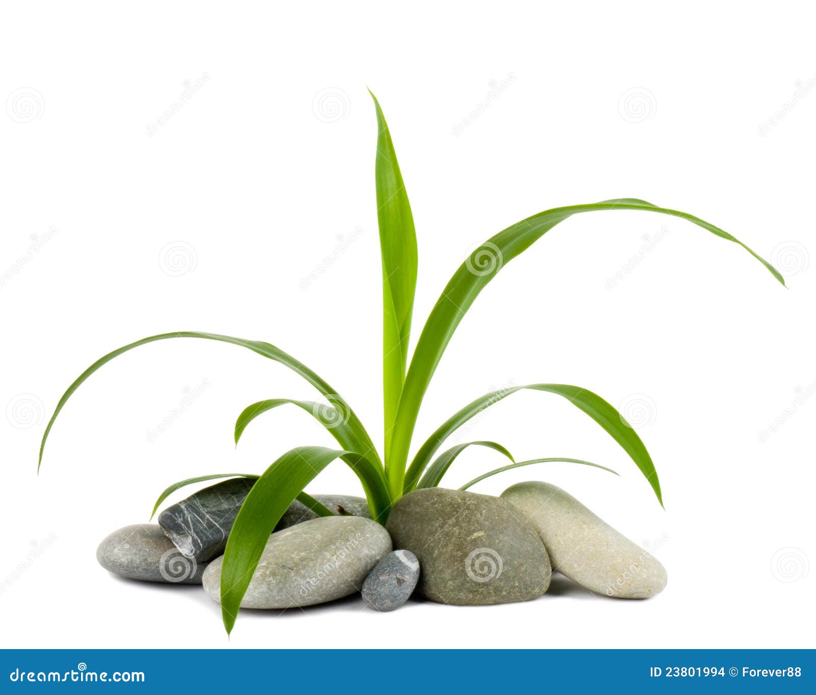 Stones and green plant stock photo. Image of asia, alternative 23801994