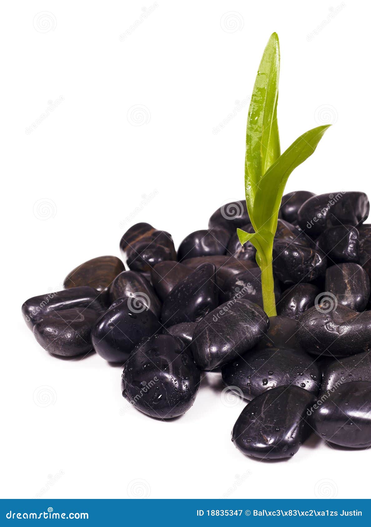 Stones hung green plants. stock image. Image of life 18835347