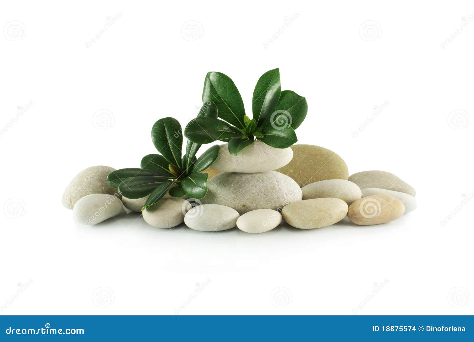 Stones and plant stock photo. Image of plant, light, health 18875574