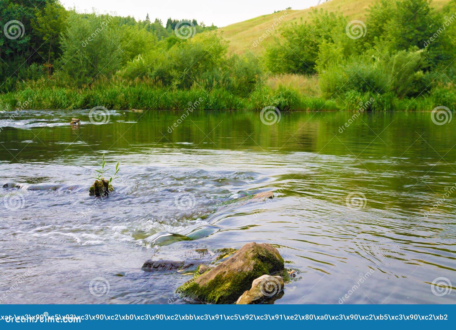 Stones in the Water of a River Stream Stock Image Image of stone