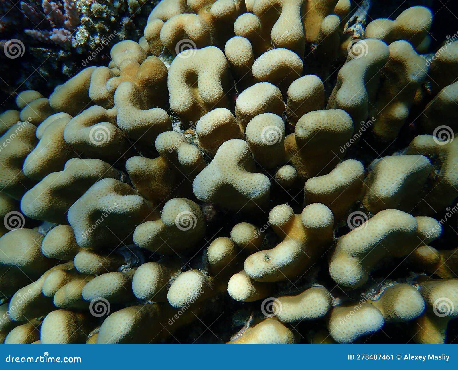 Stony Coral Knob Coral (Goniastrea Stelligera. Previously Called Favia ...