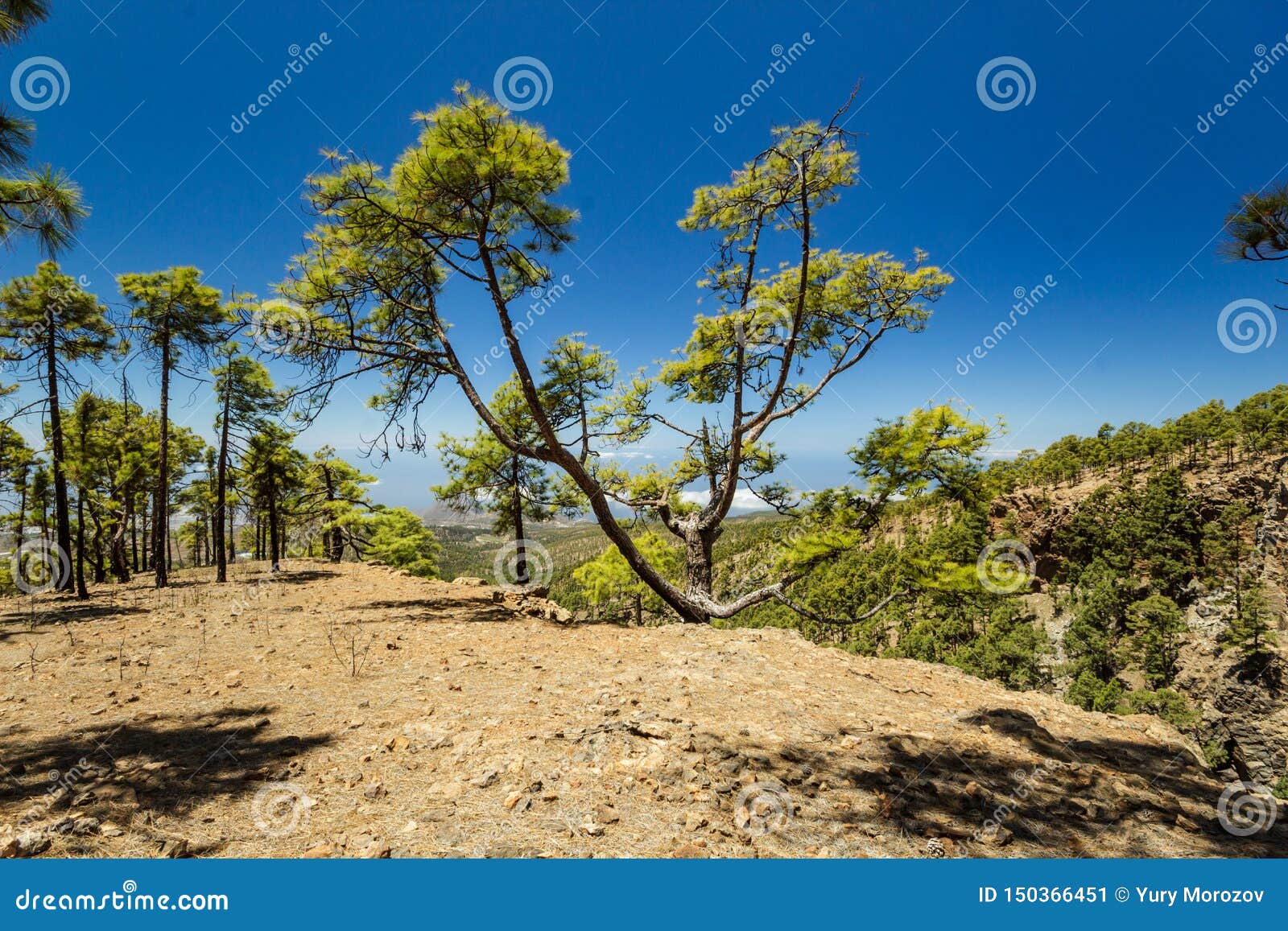 Stony Path Surrounded By Pine Trees At Sunny Day. Clear ...
