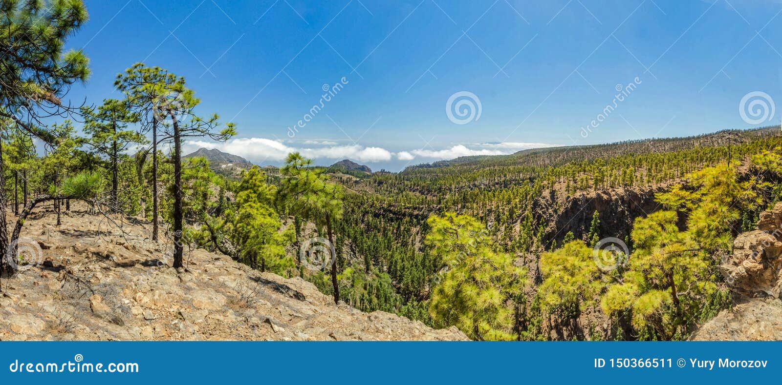 Stony Path Surrounded By Pine Trees At Sunny Day. Clear ...