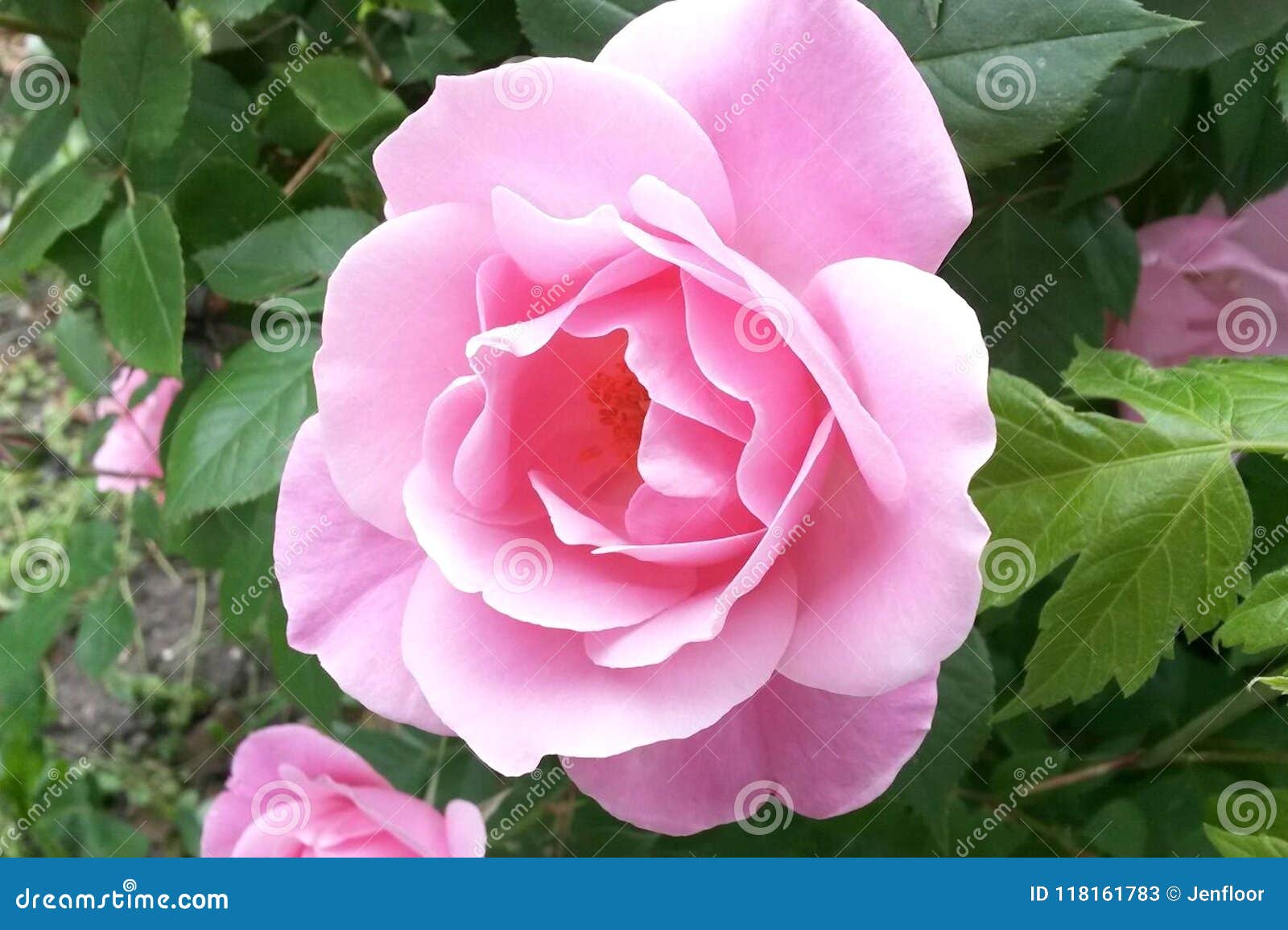 Stop and Smell the Rose. A pink rose in perfect bloom sits on its bush and waits for passersby to notice. The fragrance is just as wonderful as it suggests.