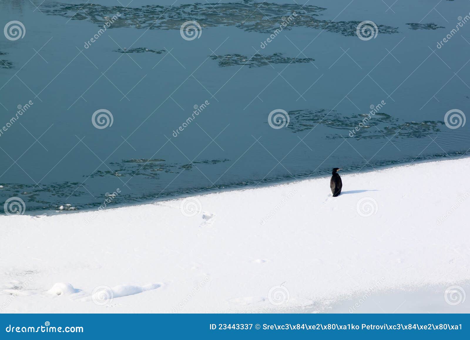 Stor is för cormorant. Cormorant fryst stor flod