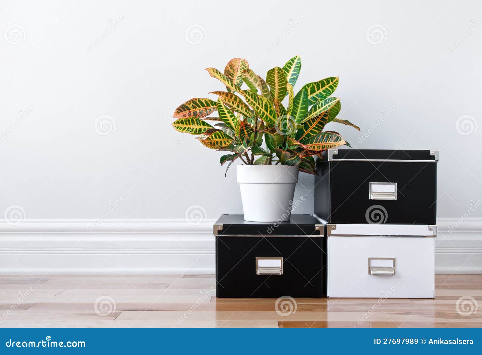 Storage Boxes and Green Plant in a Room Stock Image Image of design