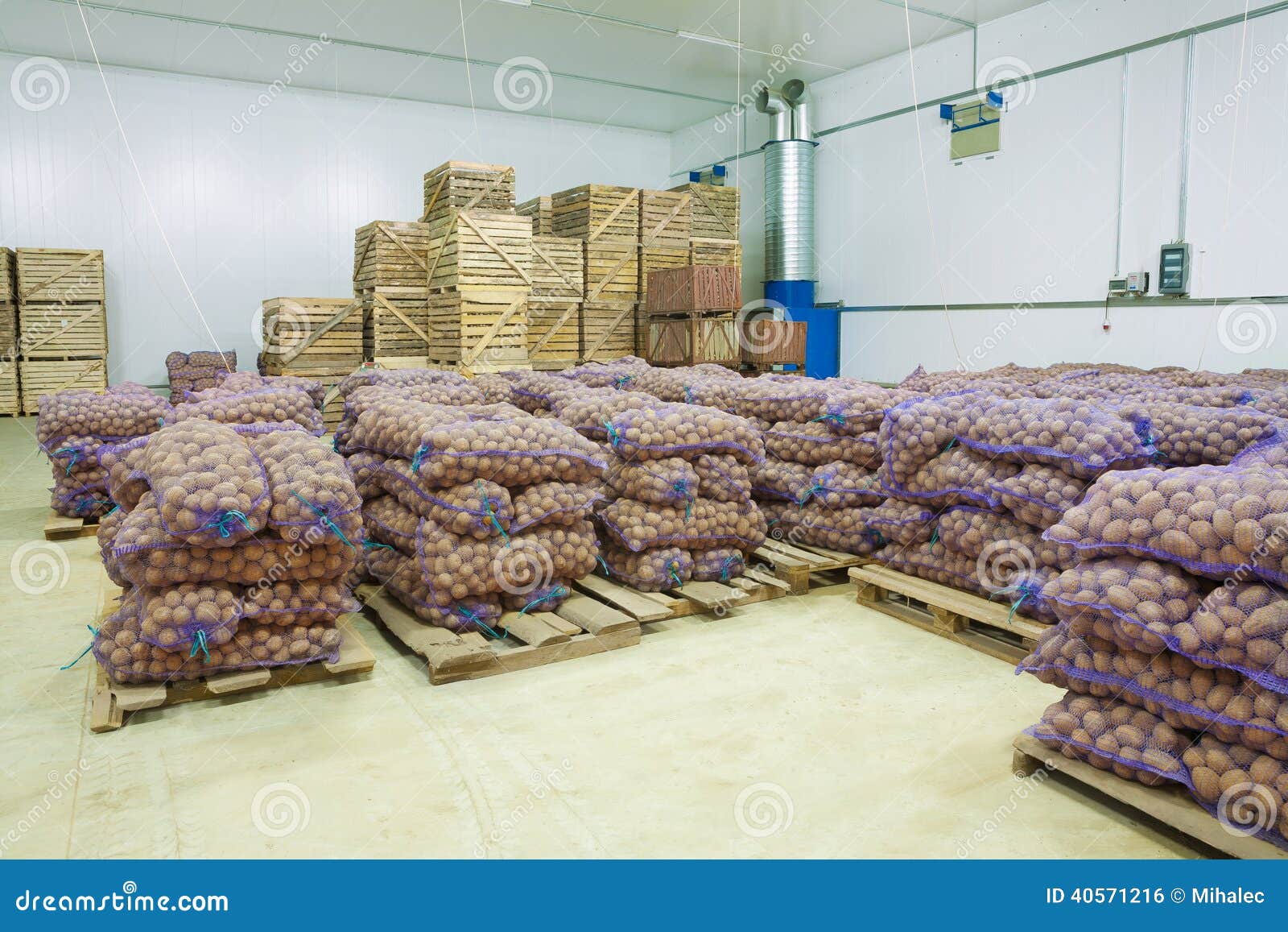 Storage House Potato in Bags and Crates Stock Photo Image of