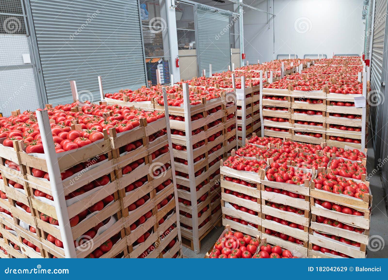 Storage Tomatoes stock image. Image of boxes, tomatoes 182042629