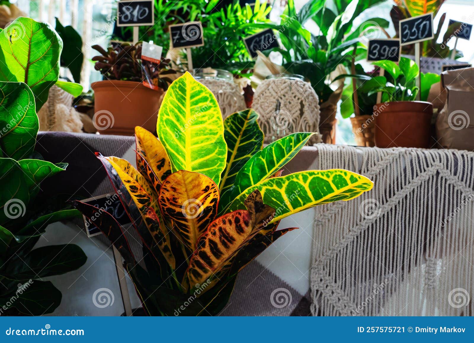 The Store Sells Large and Small Indoor Plants. Foreground Stock Image
