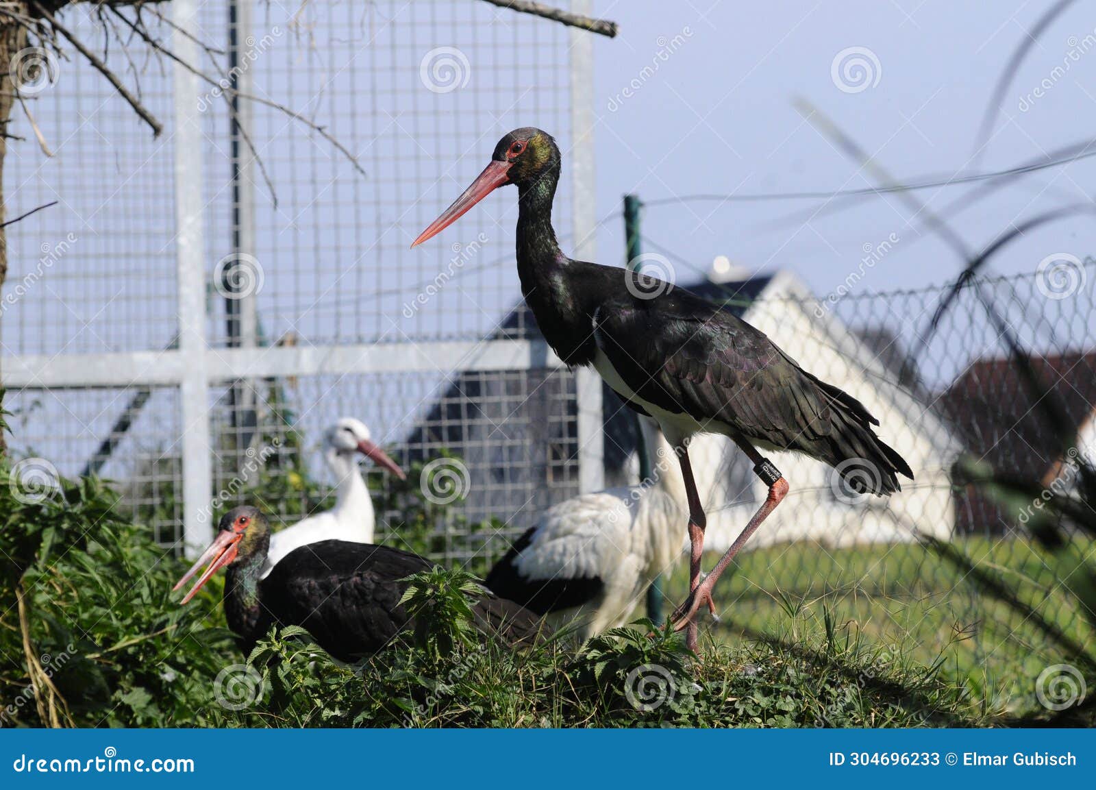 a stork is astrong 