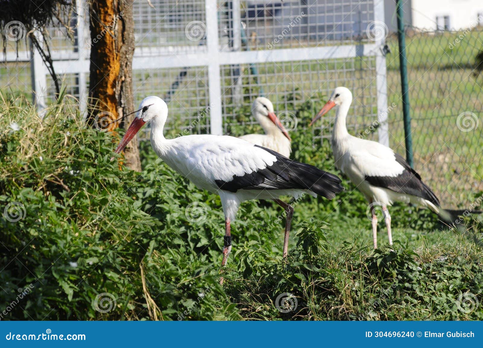 a stork is astrong 