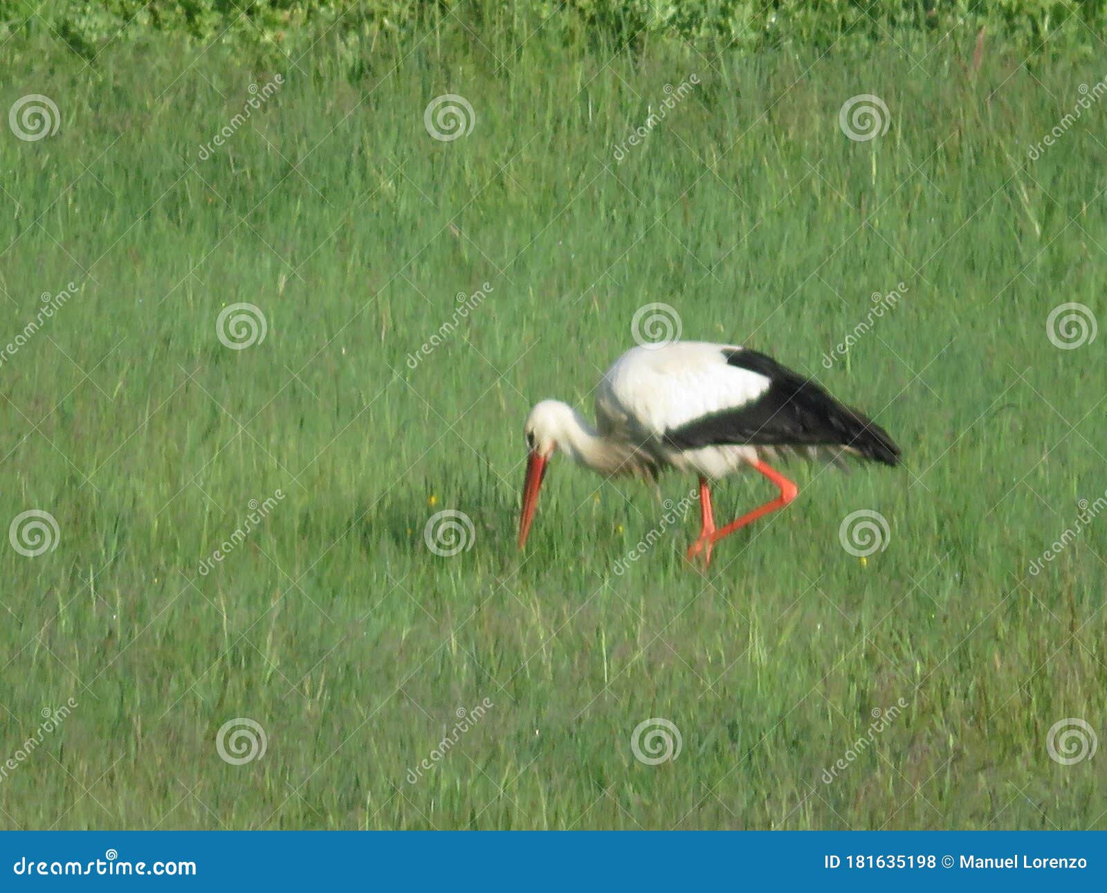stork bird white black beak big legs