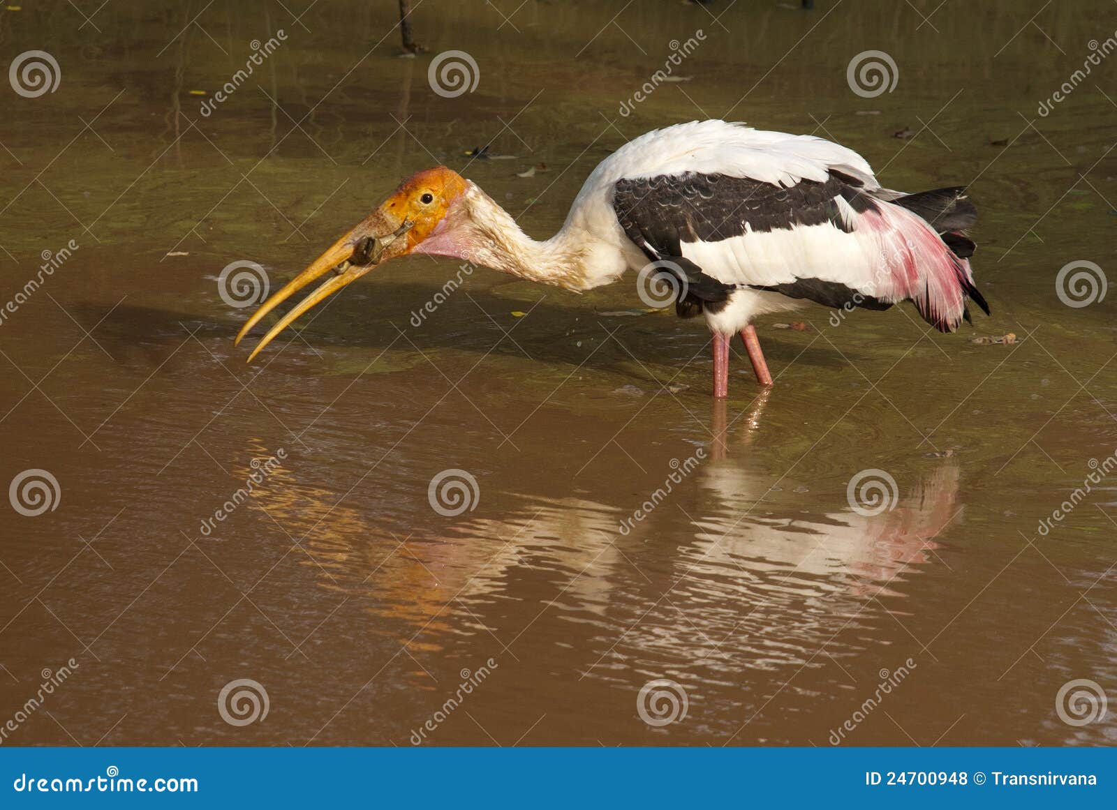 Stork Eating Frog stock photo. Image of nature, park - 24700948