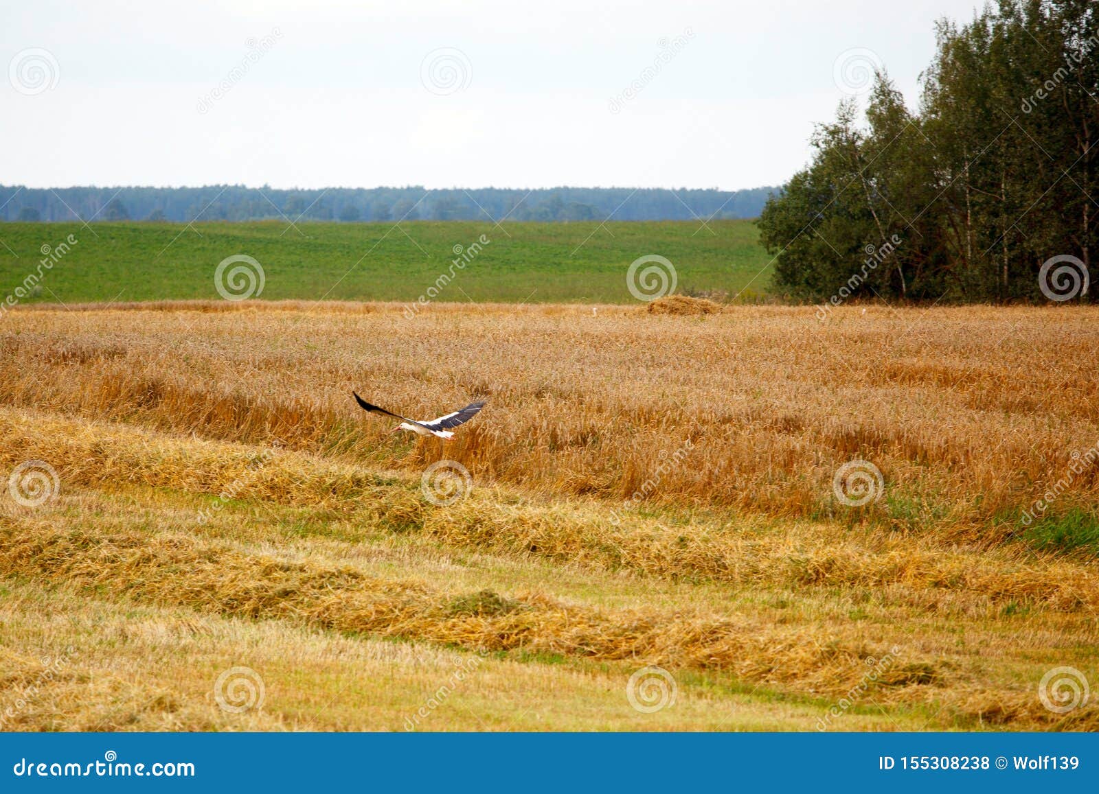 The Stork in the Field of Grain Crops Stock Photo Image of flight