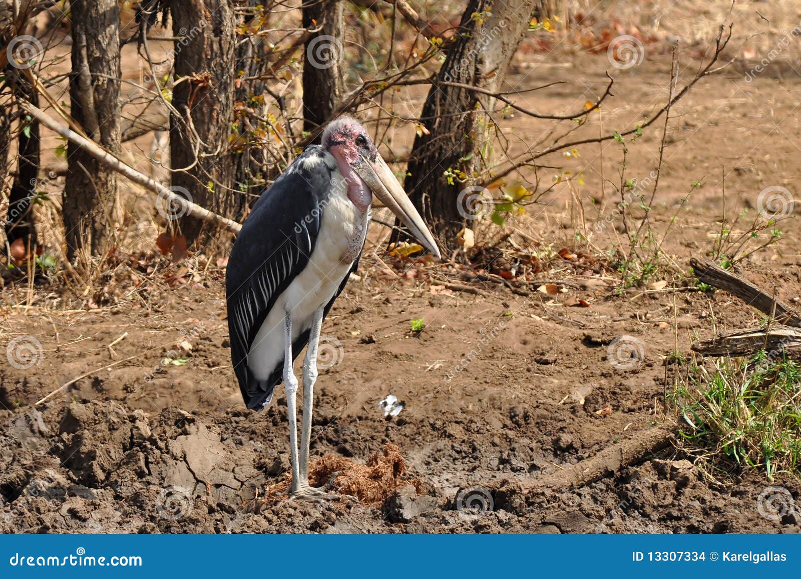 Stork för nationalpark för africa krugermarabou södra. Tagna söder för punda för foto för del för africa krugermaria nationalpark