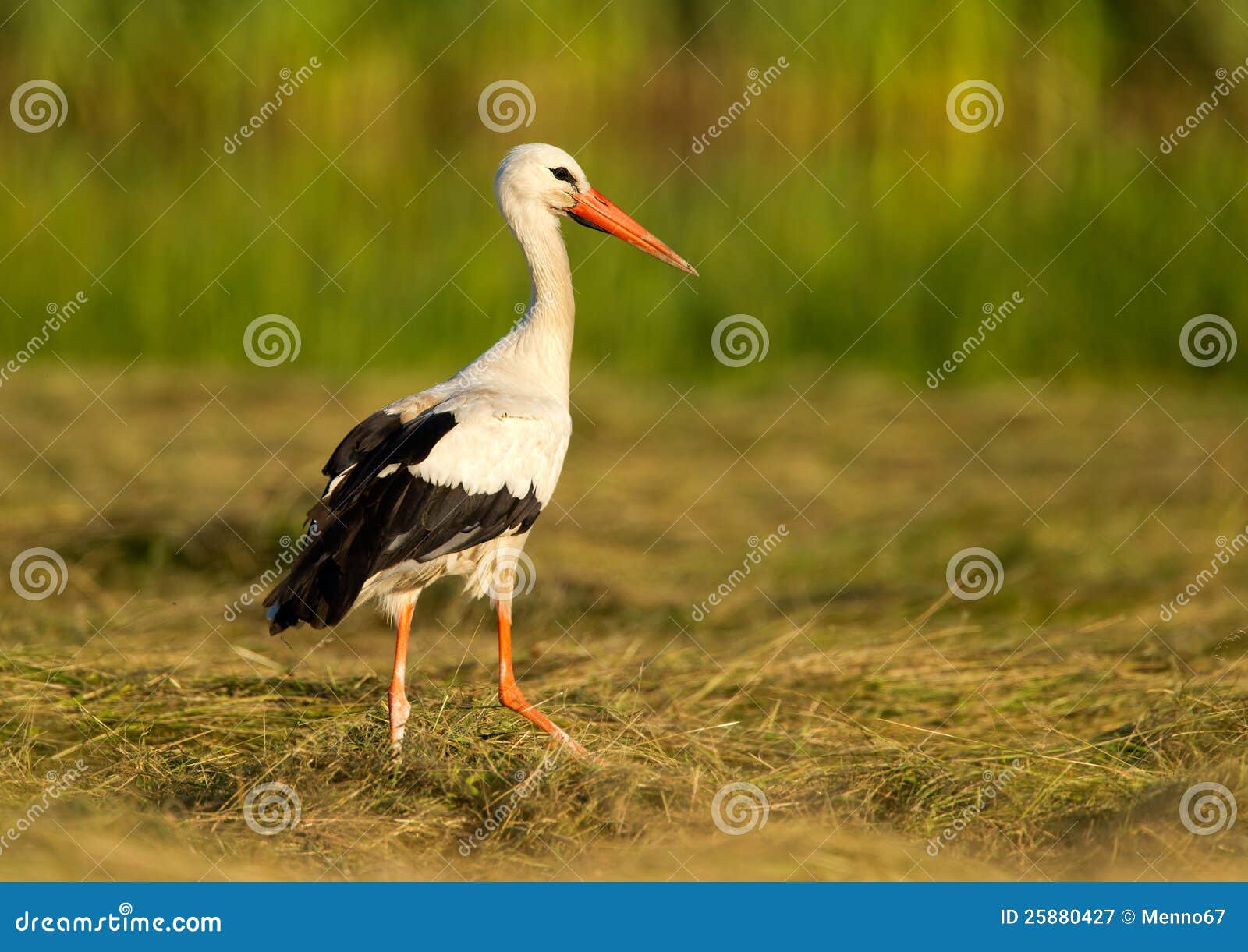 Stork in the grass. Stork standing in green grass