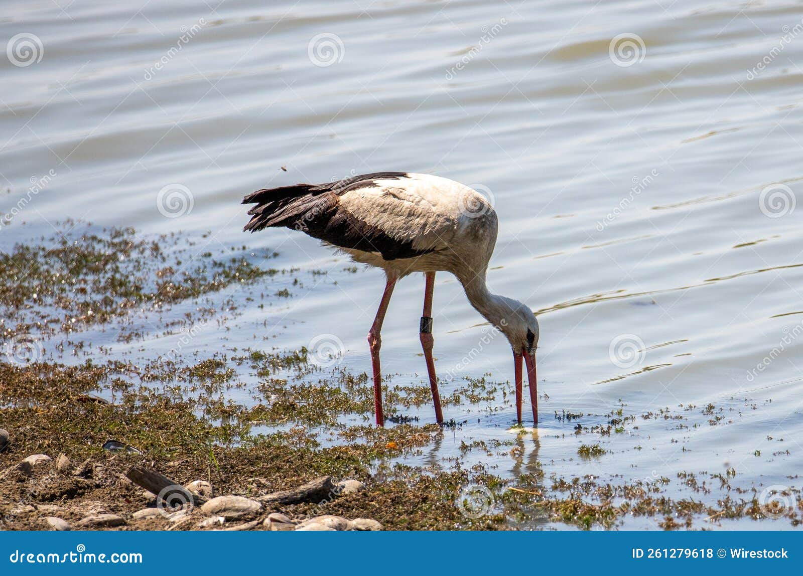 Stork Looking for Food in the Lake Stock Photo - Image of stork, food ...