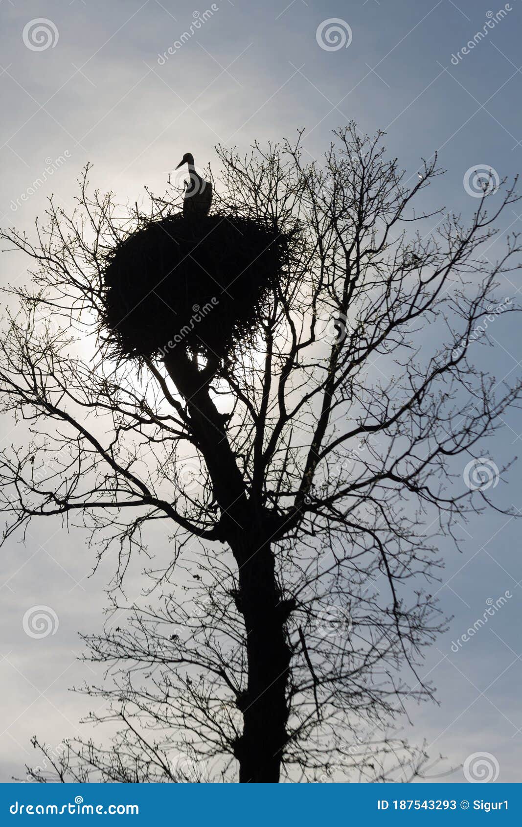stork nest on top of an oak