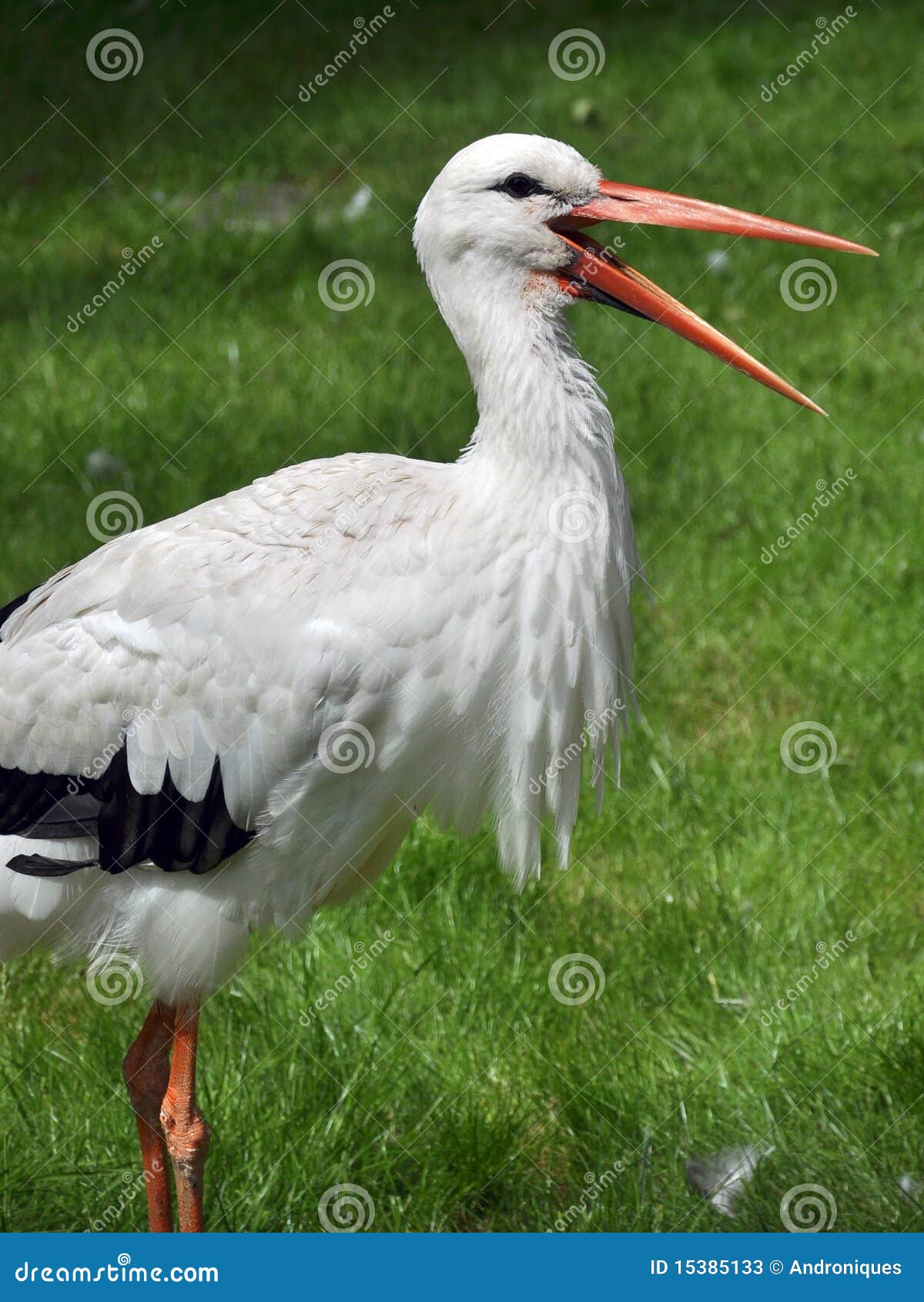 stork with open beak