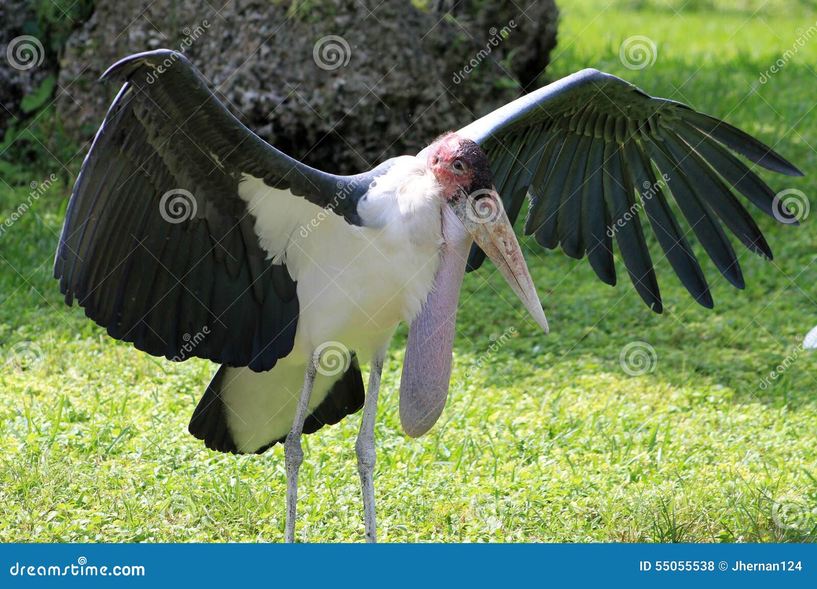 stork spreading its wings