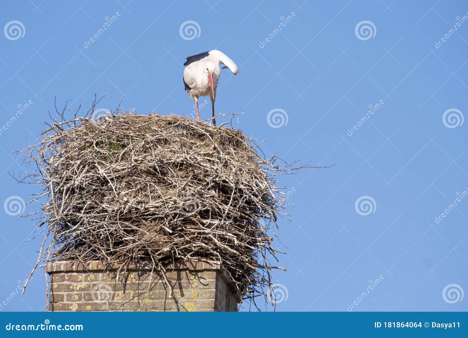 Nh bird nest