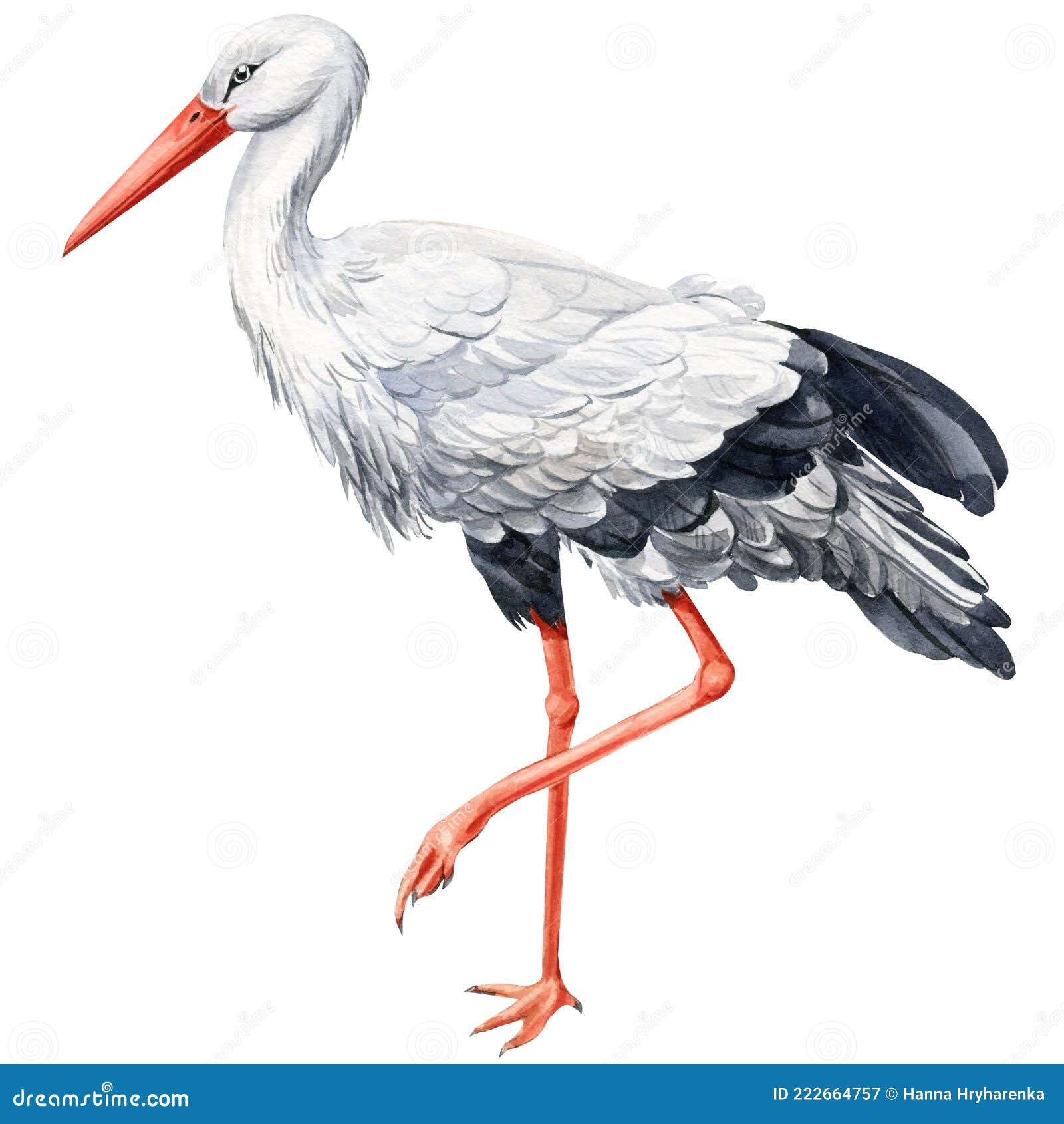 Stork stends lining draw Royalty Free Vector Image