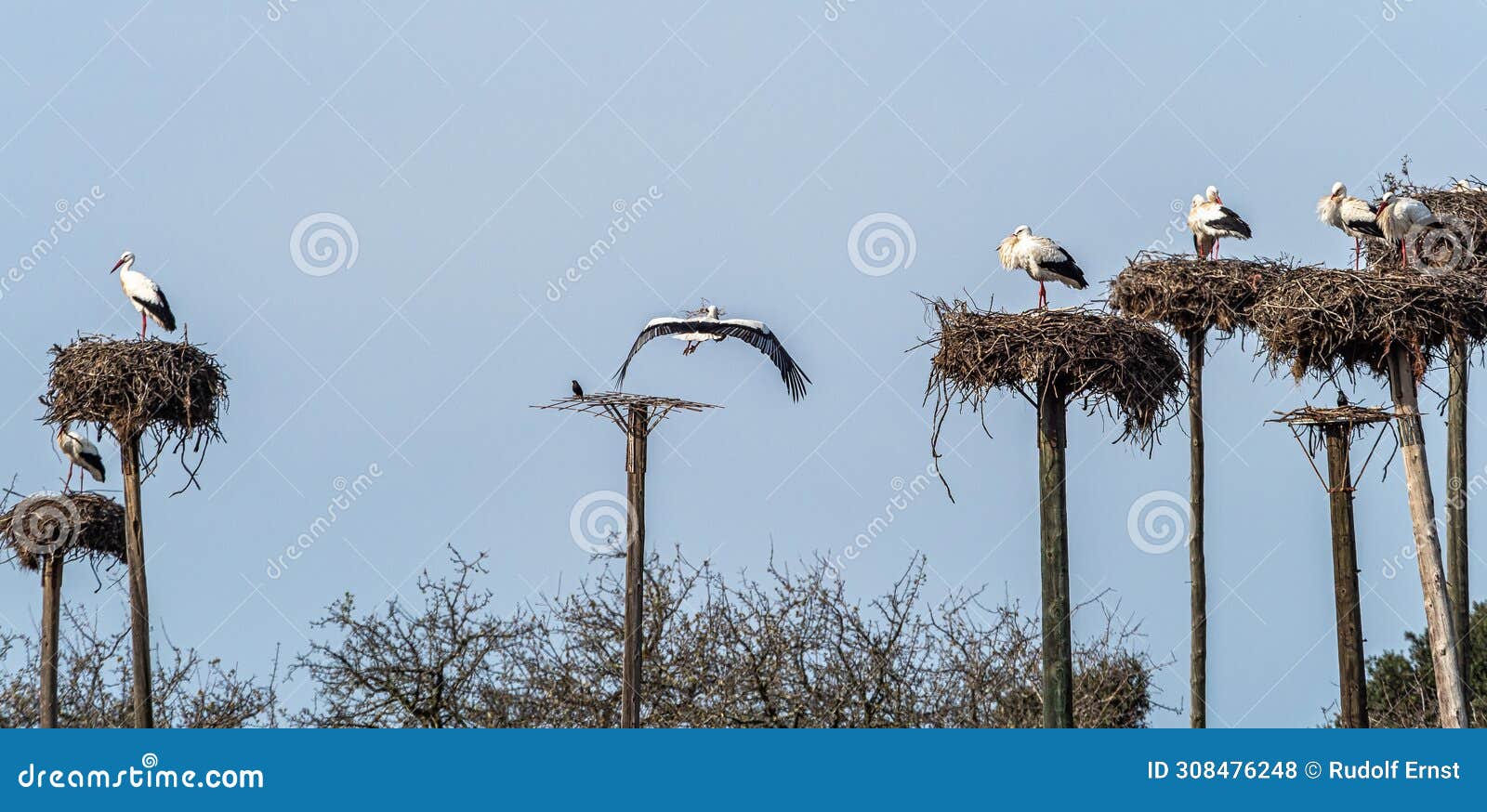 storks colony in a protected area at los barruecos natural monument, malpartida de caceres, extremadura, spain